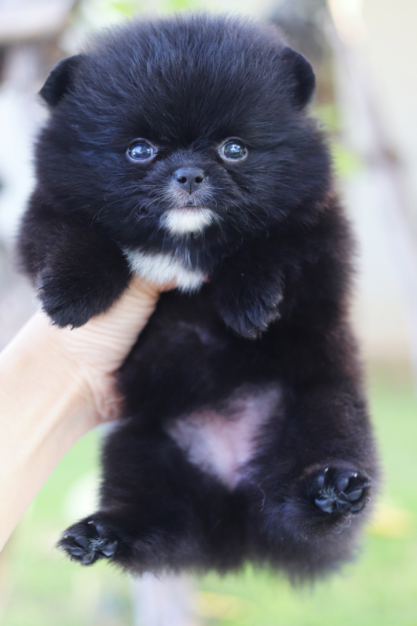 ปอมเมอเรเนียน เพศเมียสีดำ