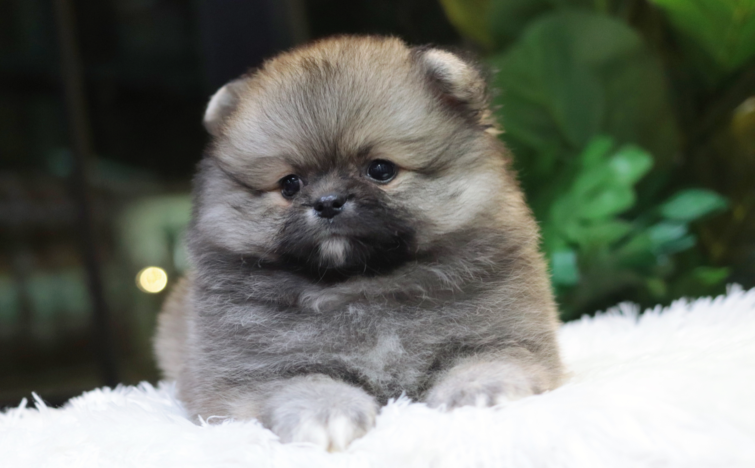 ปอมเมอเรเนียน เพศผู้ ขนแน้น