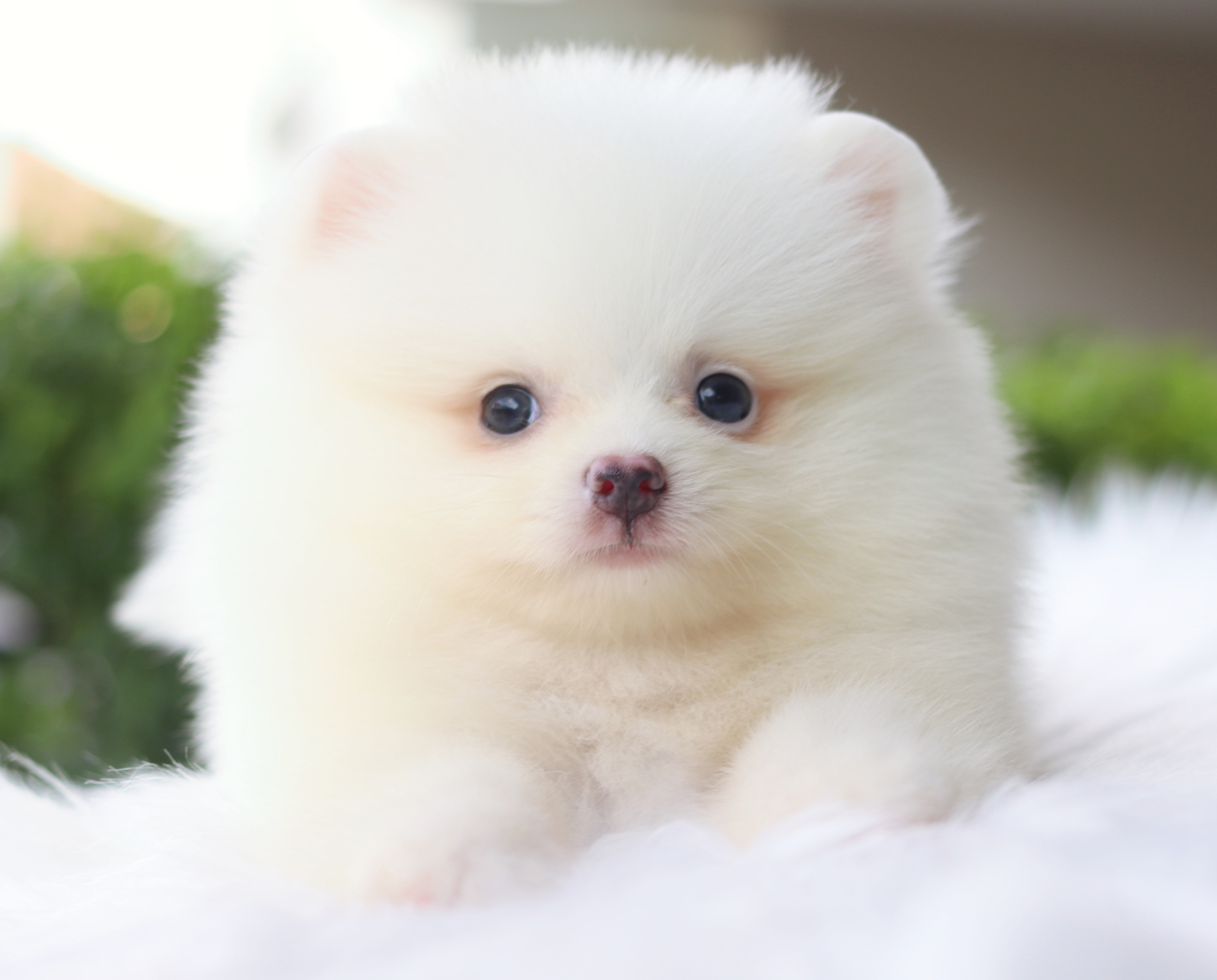 ปอมเมอเรเนียน เพศผู้สีขาวครีม