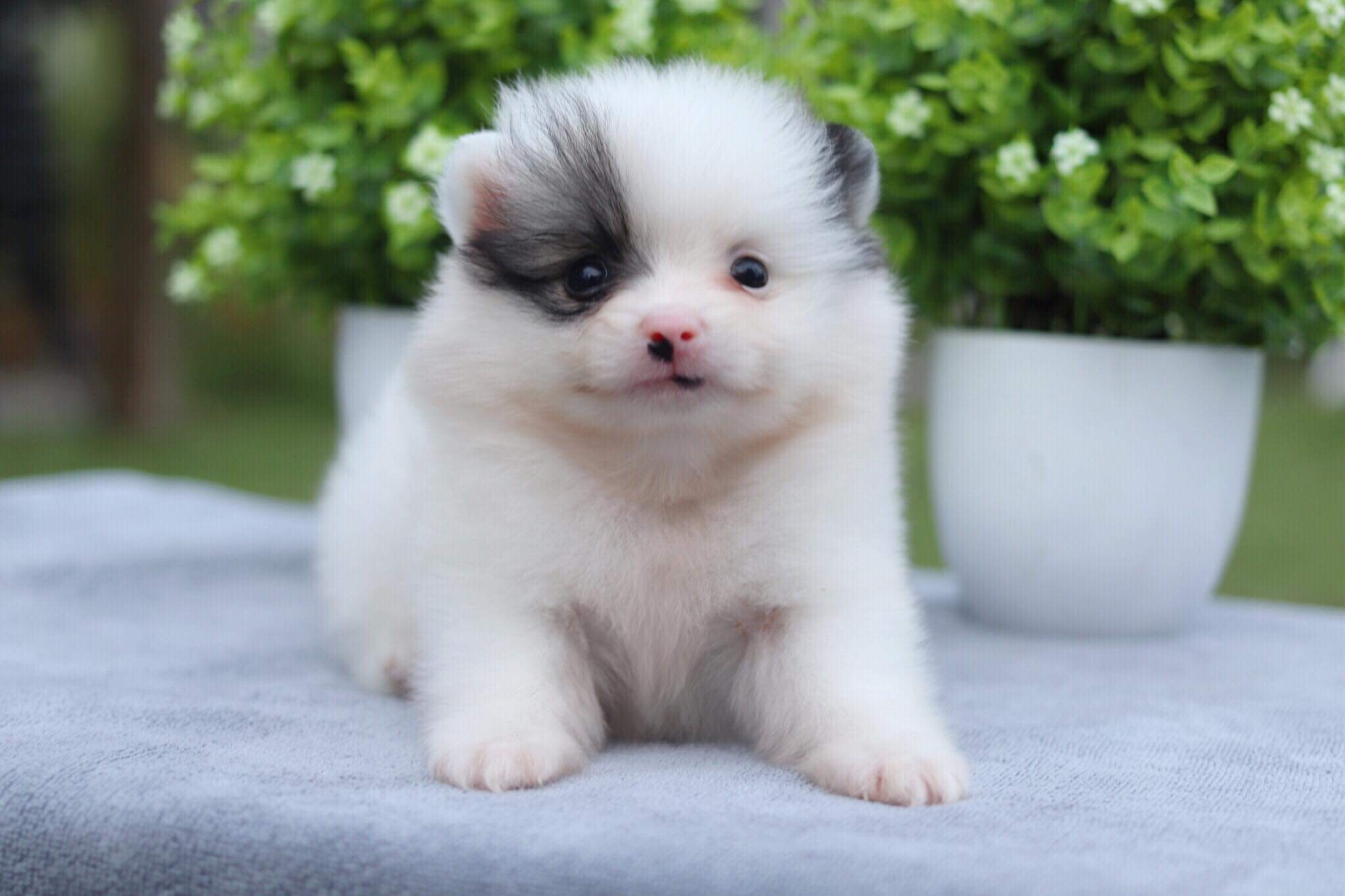 ปอมเมอเรเนียน เพศผู้