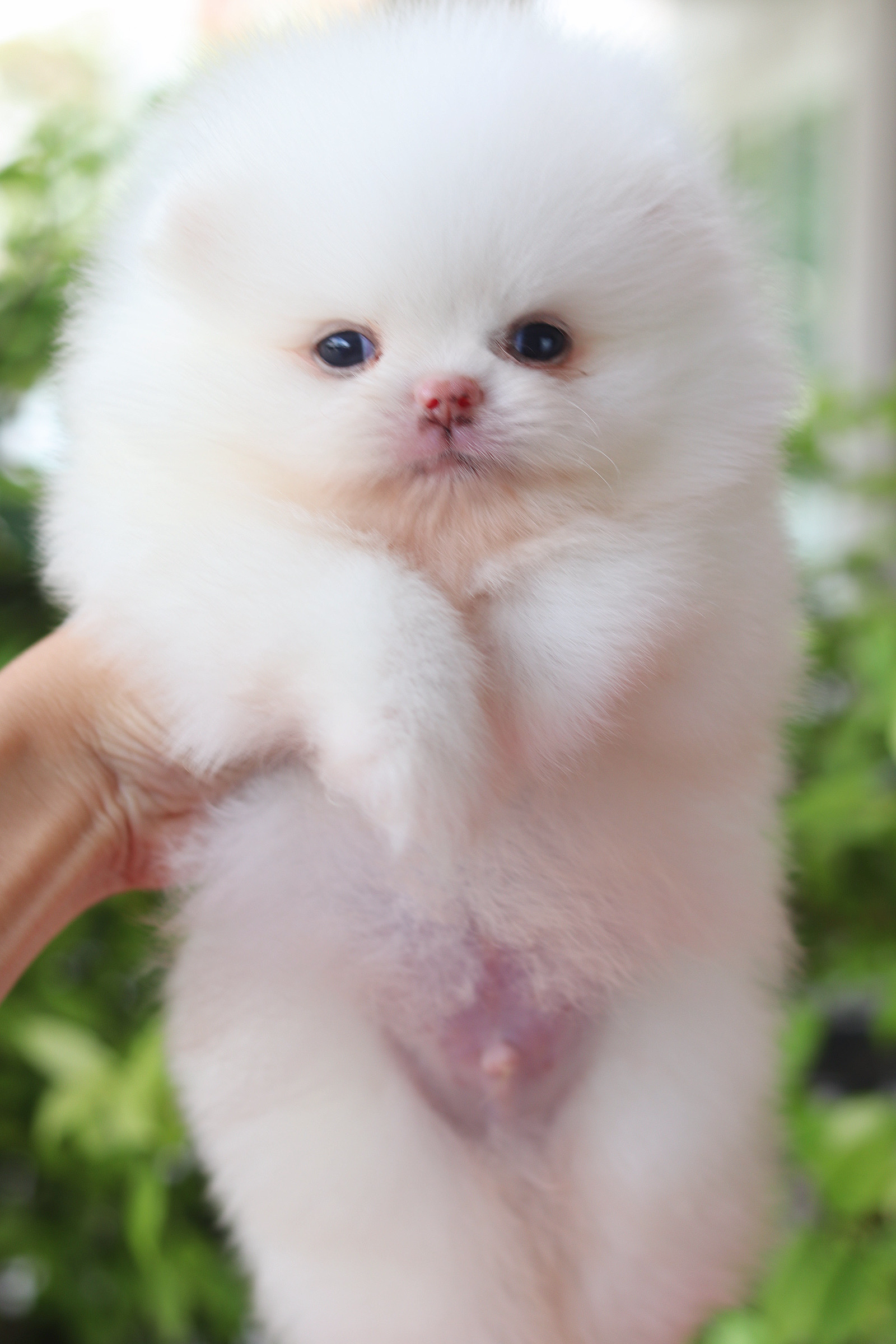 ปอมเมอเรเนียน เพศผู้ สีขาวครีม เกรดโชว์