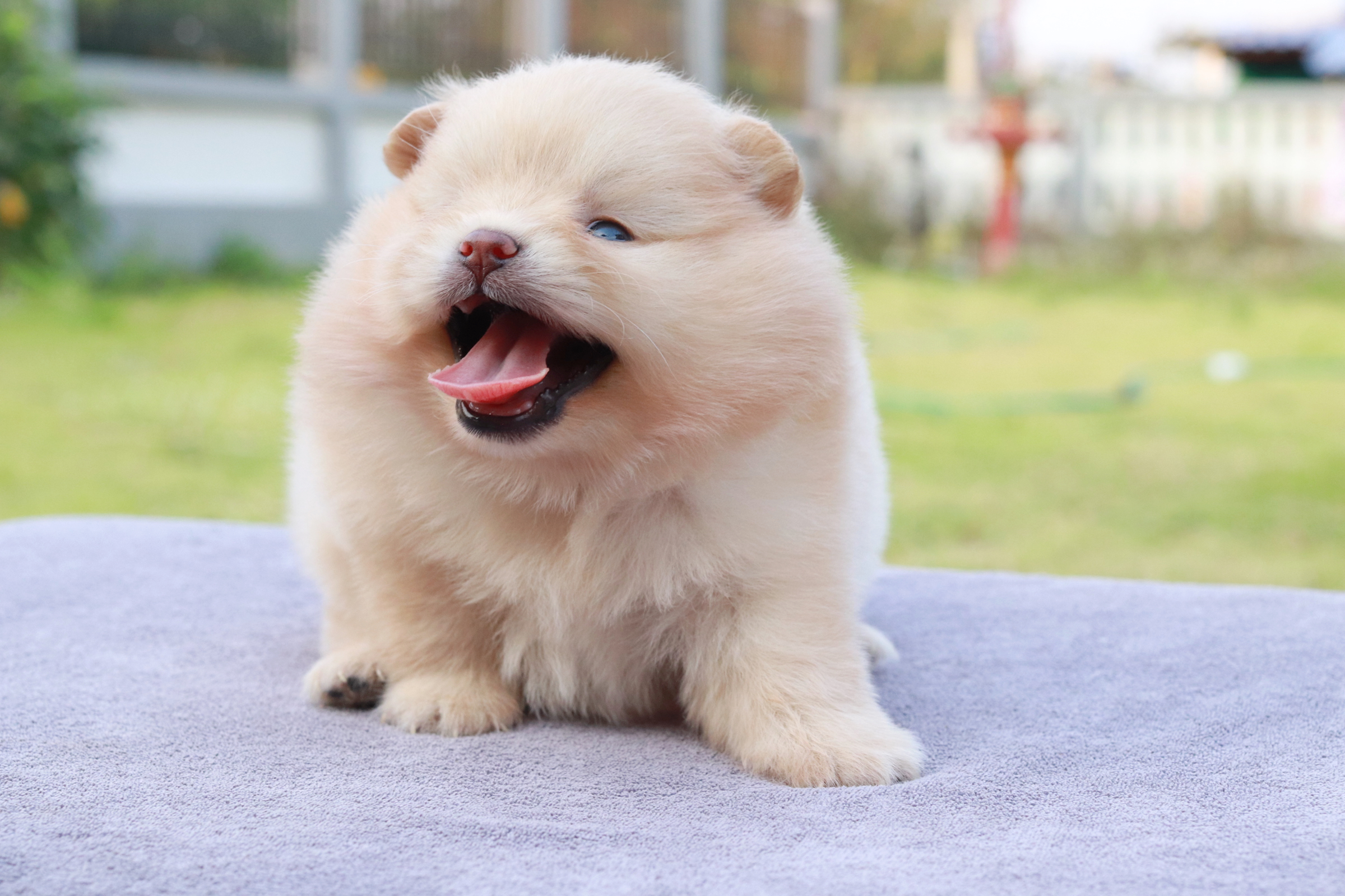 ปอมเมอเรเนียน เพศเมีย ครีม