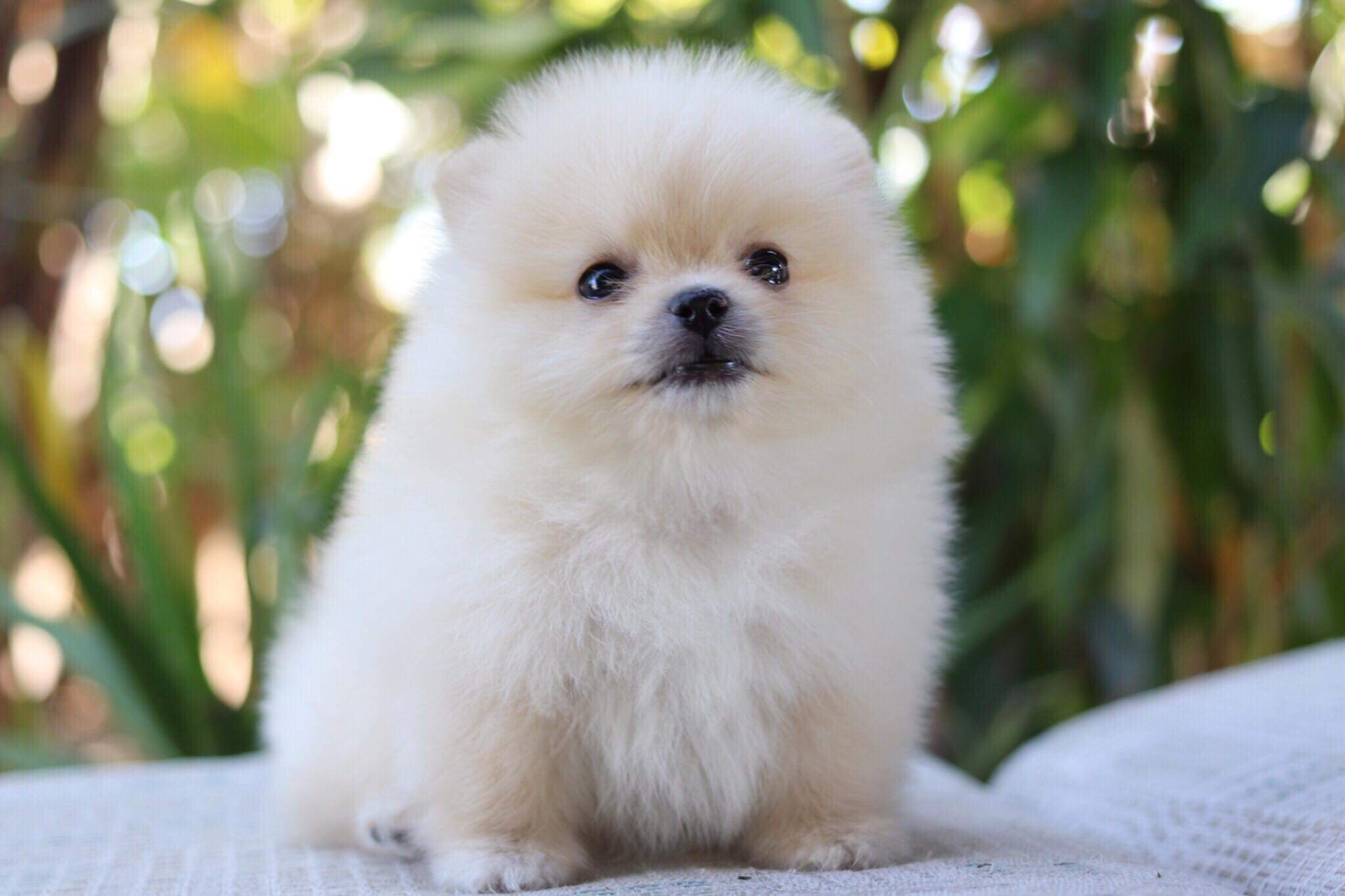 ปอมเมอเรเนียน เพศผู้