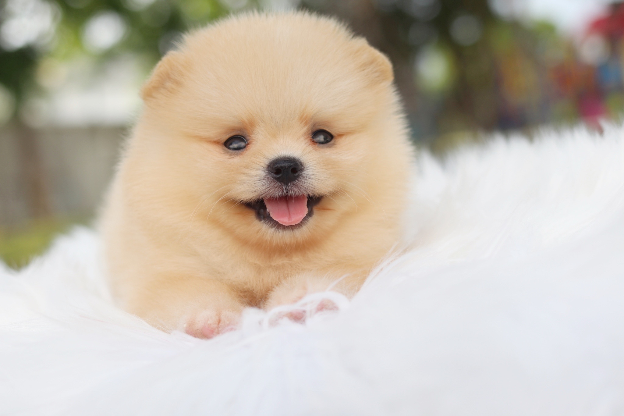 ปอมเมอเรเนียน เพศผู้สีครีม