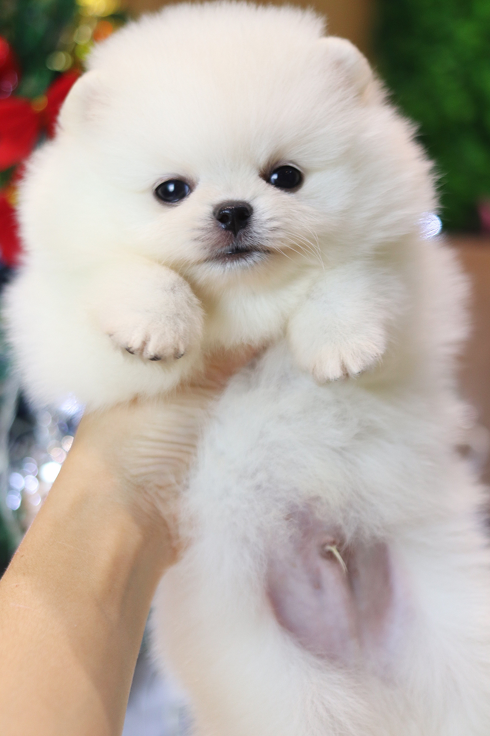 ปอมเมอเรเนียน เพศผู้สีขาวครีม เกรดโชว์