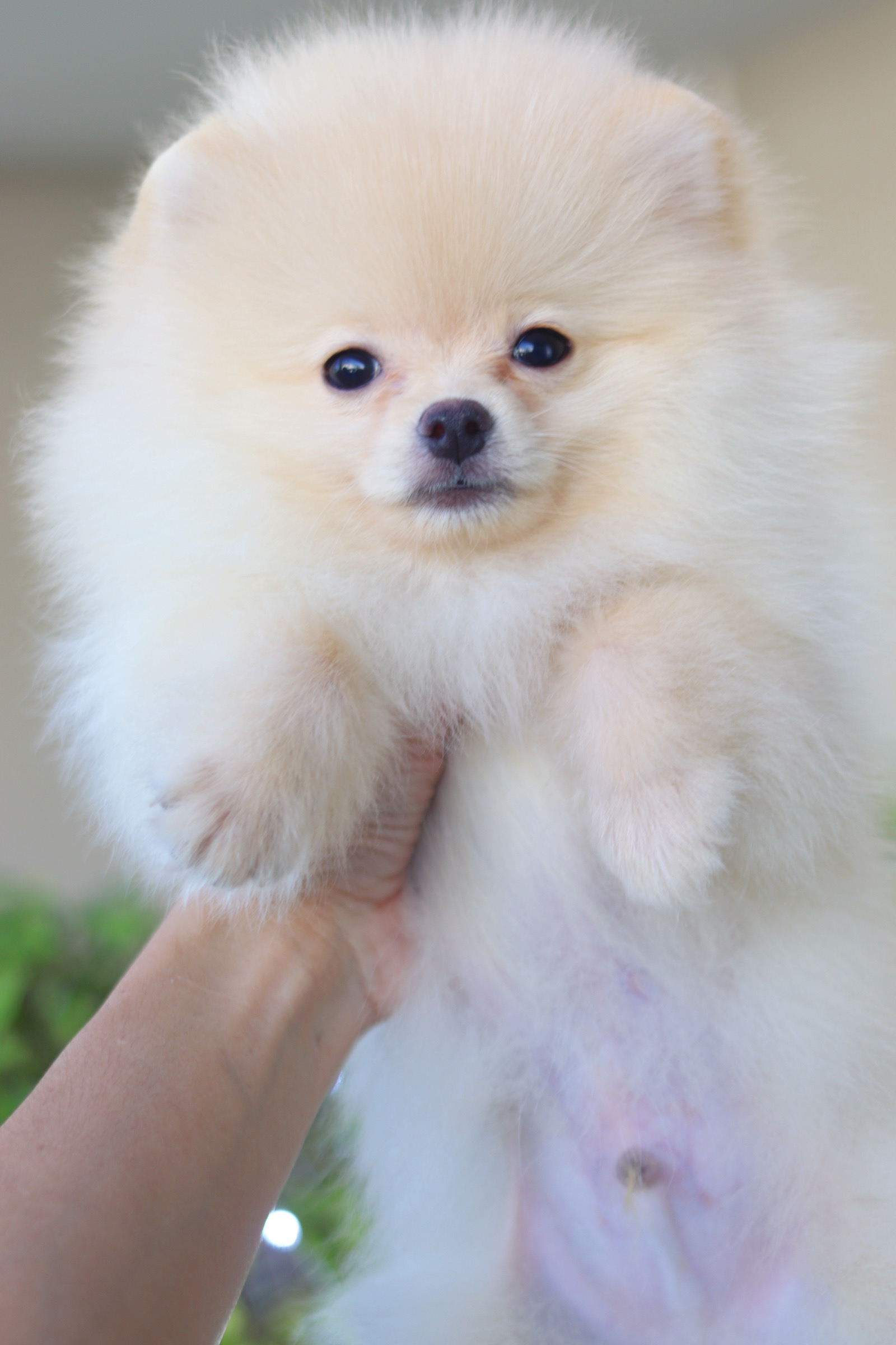 ปอมเมอเรเนียน เพศผู้ สีครีม