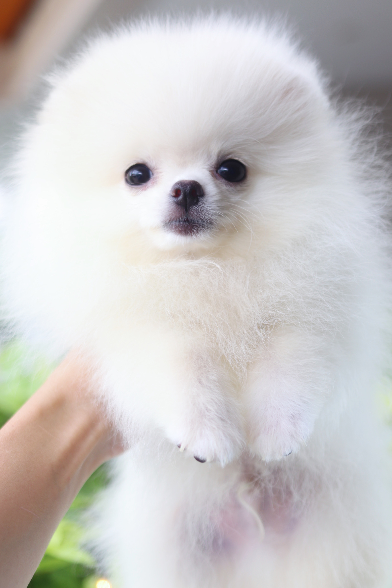 ปอมเมอเรเนียน เพศผู้ สีขาวครีม ทีคัพสามเดือน