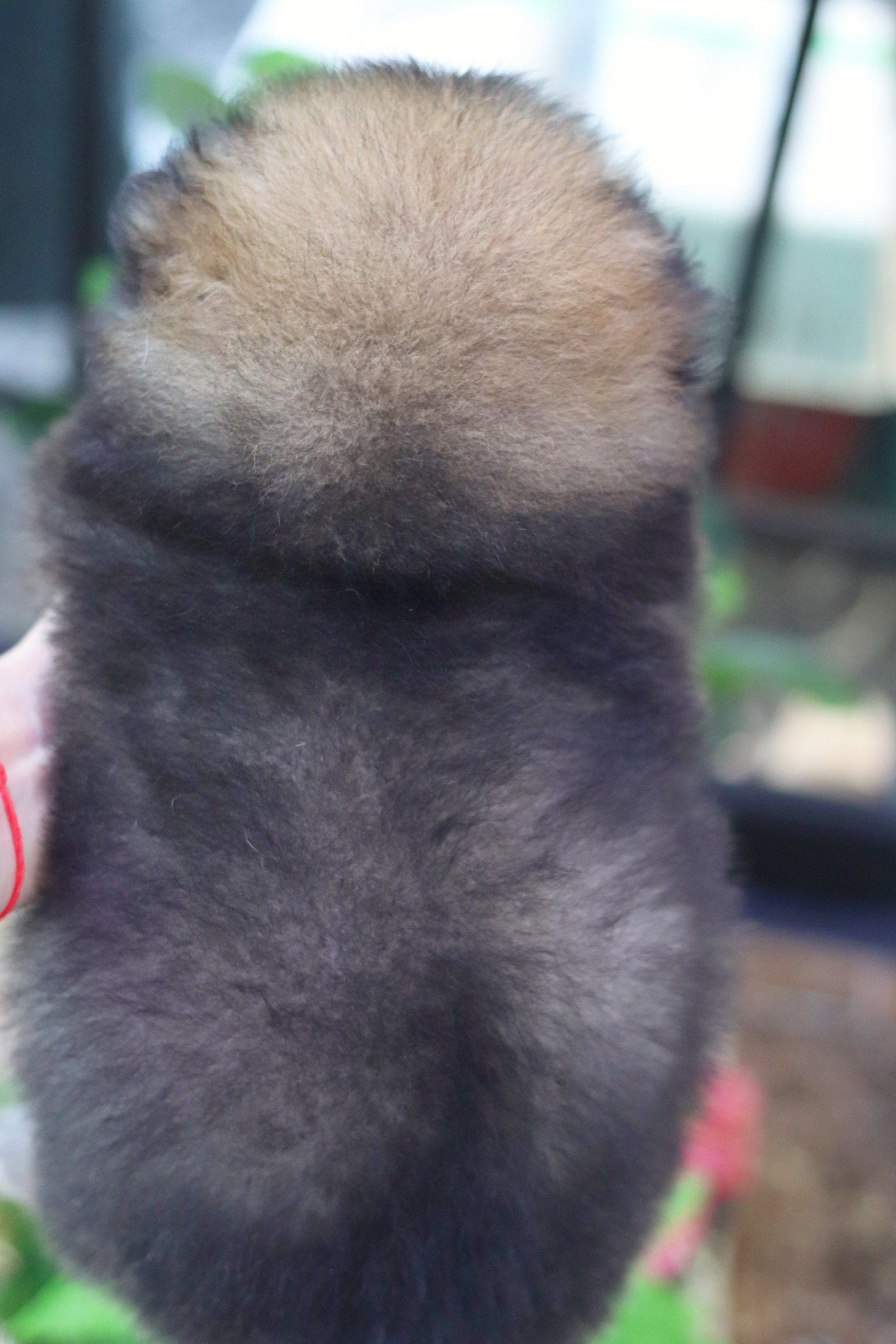 ปอมเมอเรเนียน เพศผู้ สีส้ม