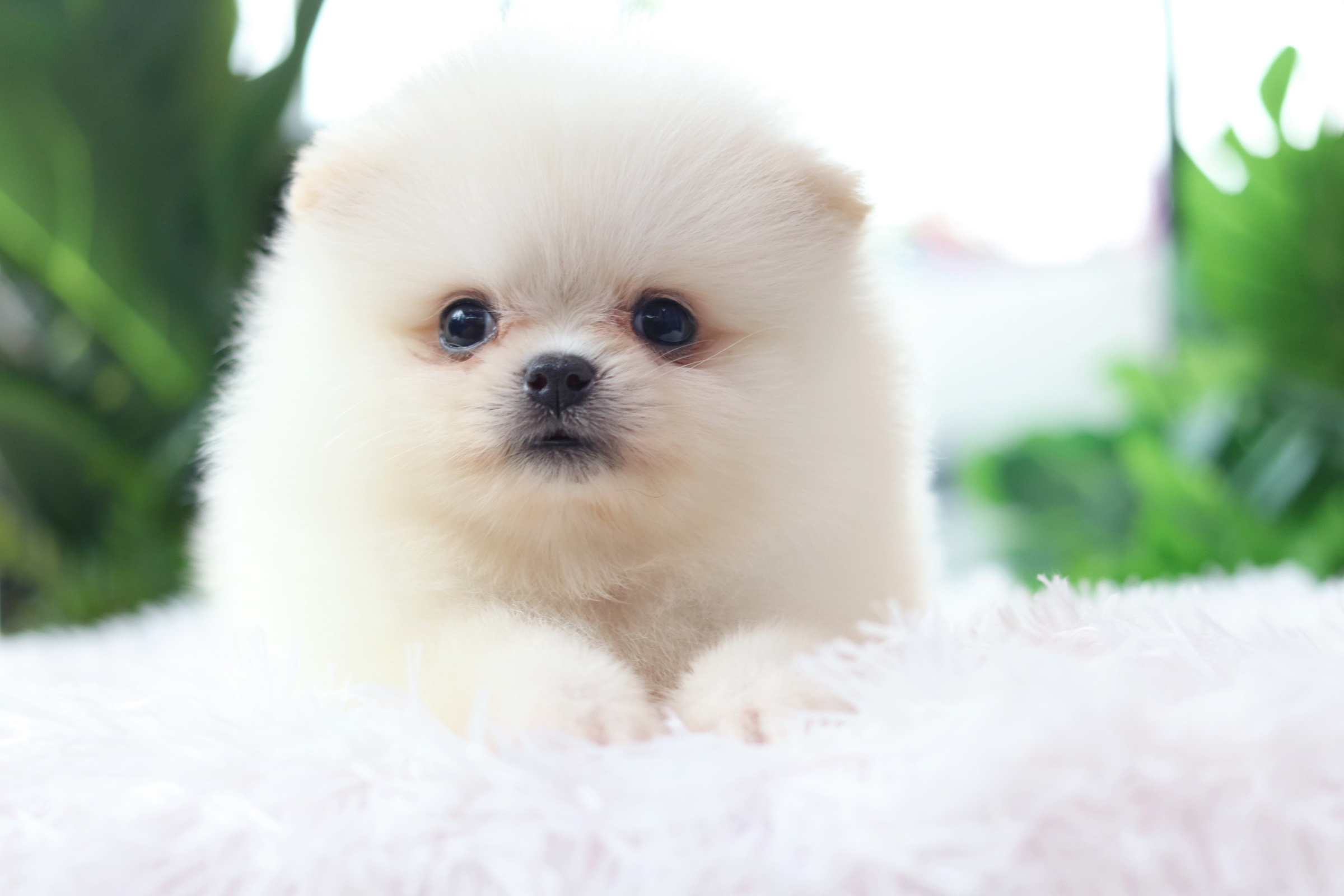 ปอมเมอเรเนียน เพศผู้ สีขาวครีม