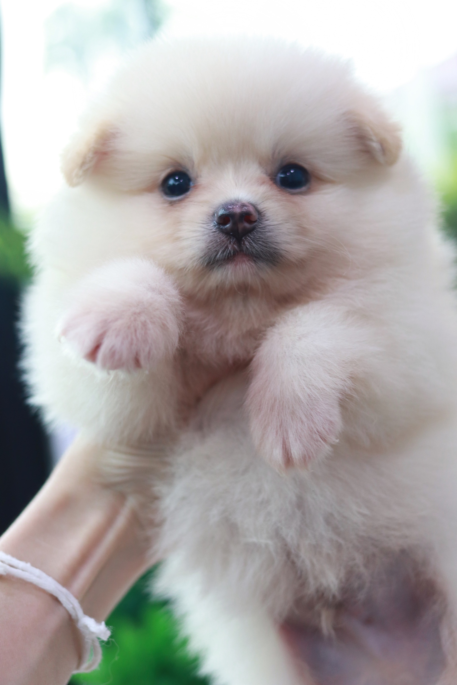 ปอมเมอเรเนียน เพศผู้ สีขาวครีม