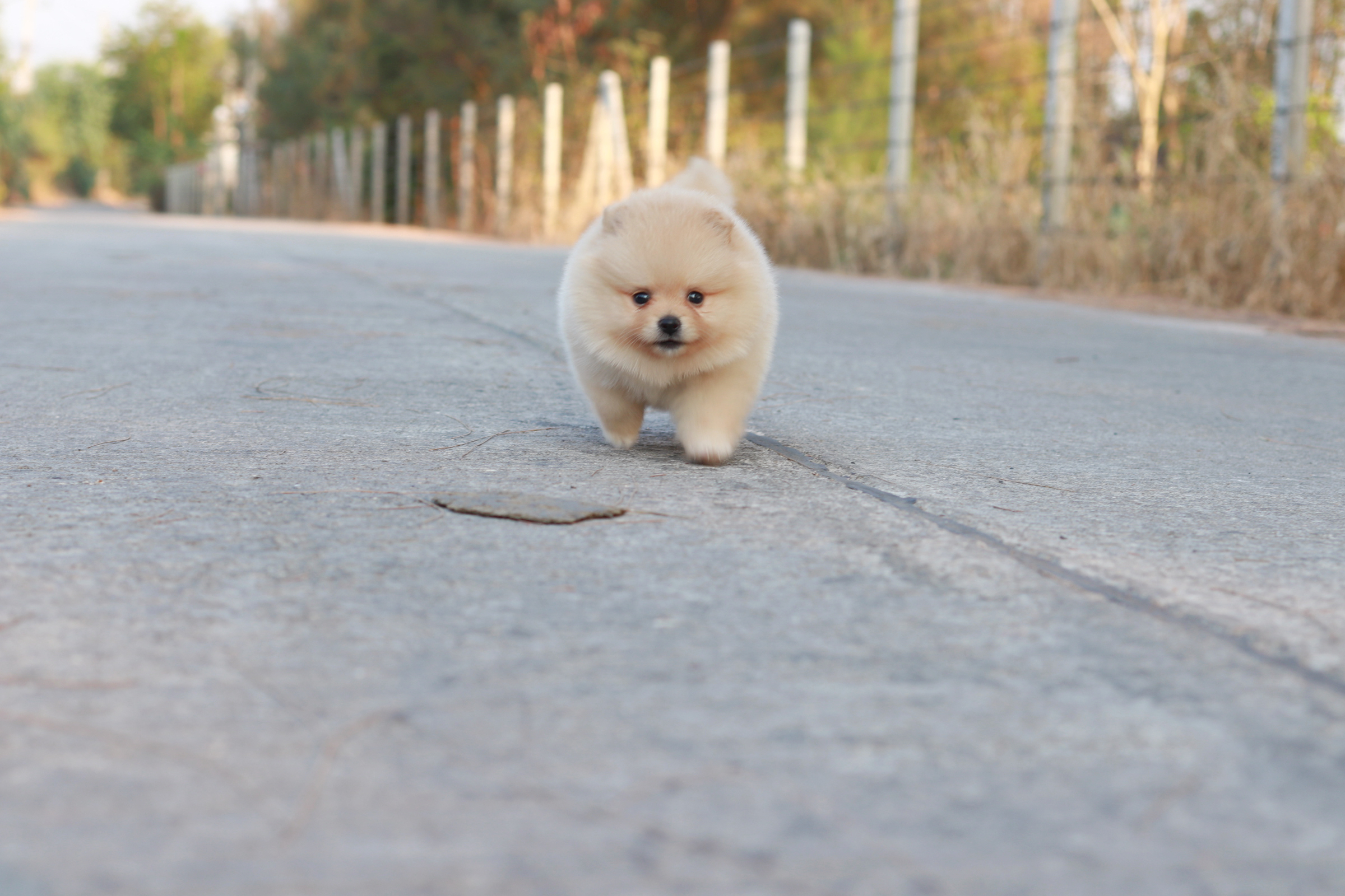 ปอมเมอเรเนียน เพศเมีย