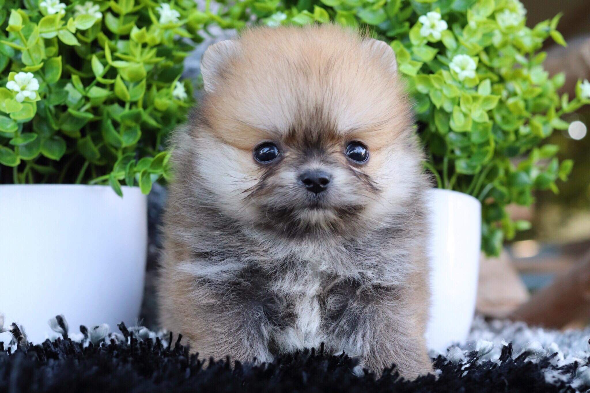 ปอมเมอเรเนียน เพศผู้