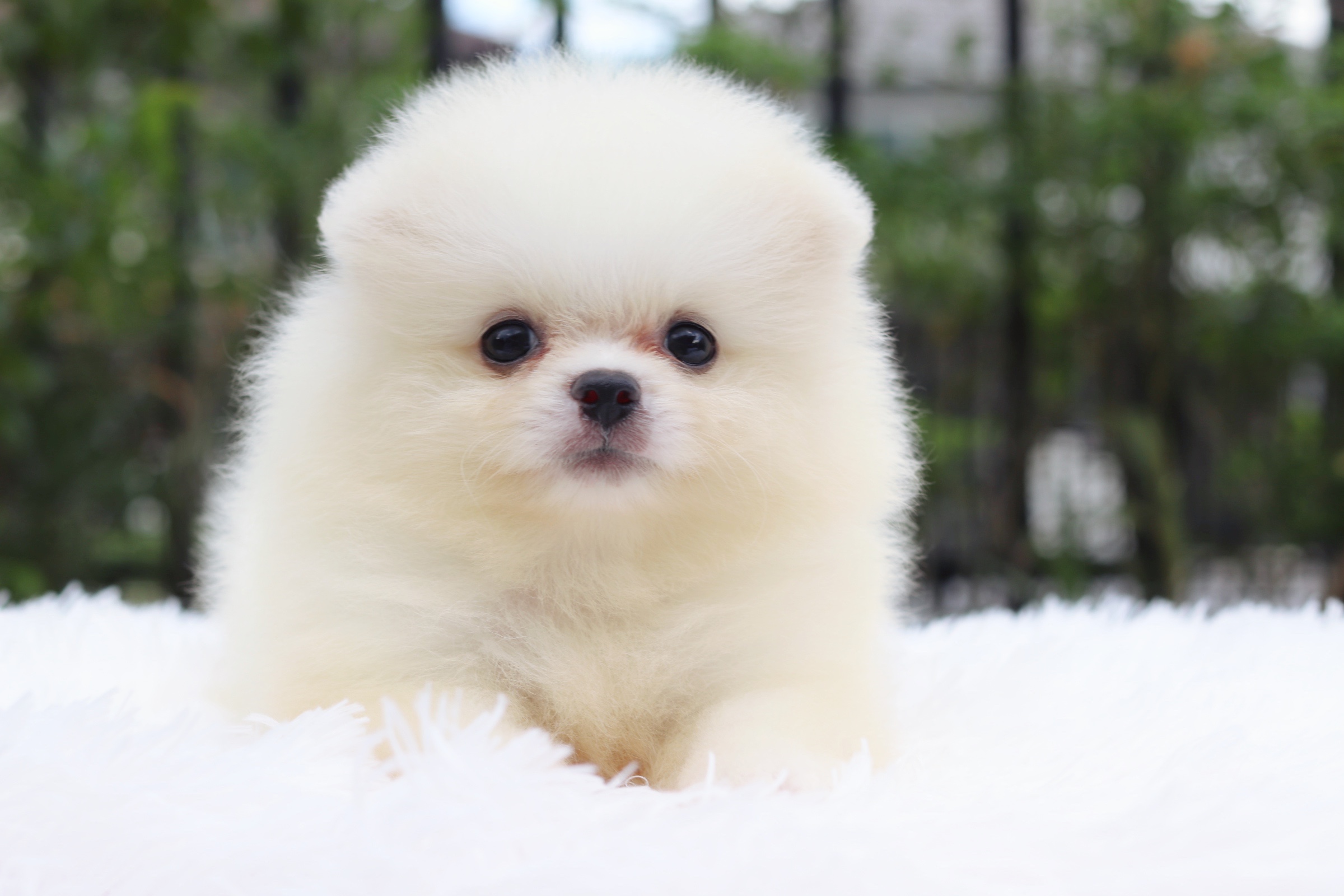 ปอมเมอเรเนียน เพศผู้ สีขาวครีม