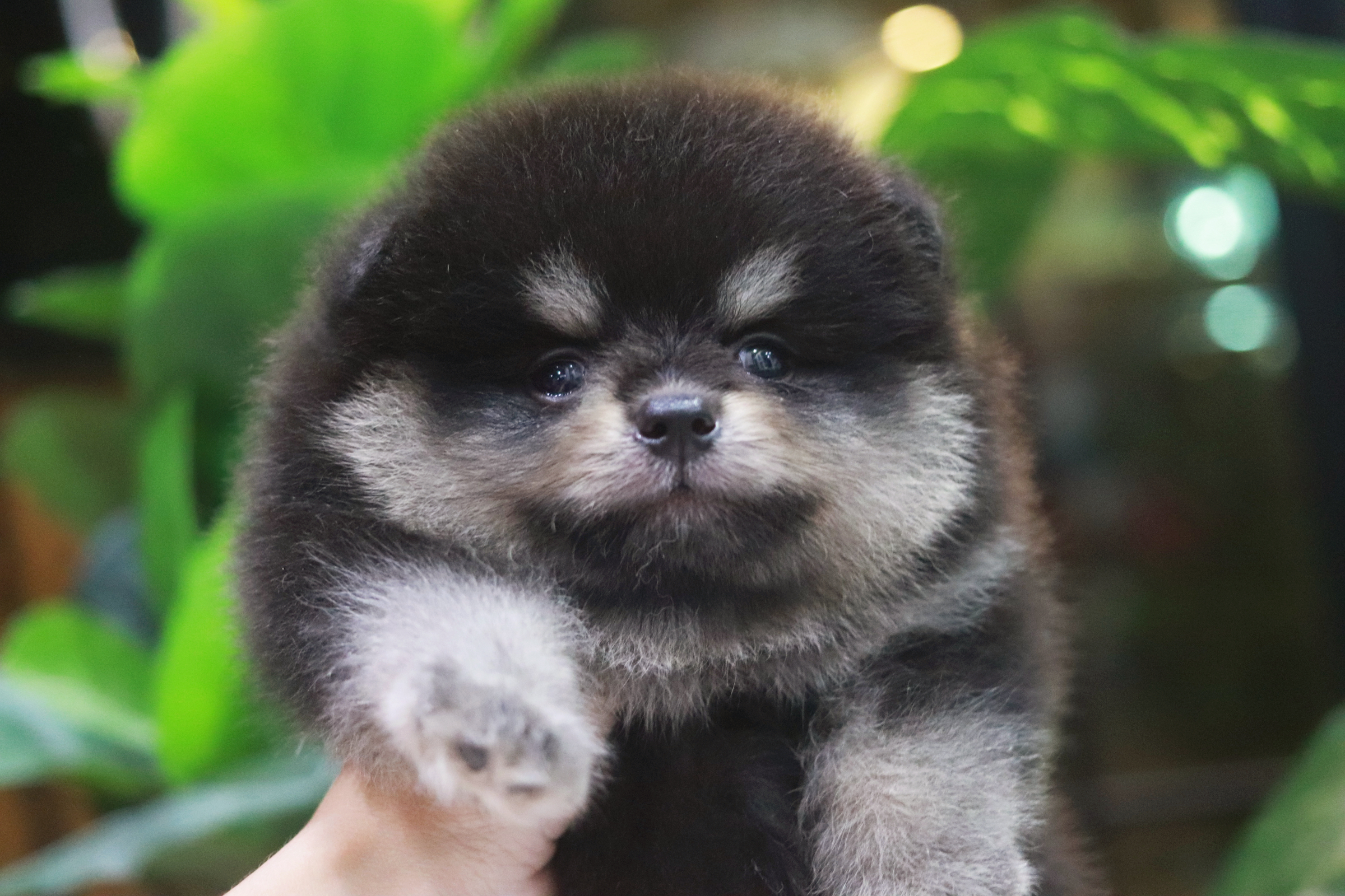 ปอมเมอเรเนียน เพศผู้ แบล็คแทน มาร์คครบชัดเป๊ะมาก