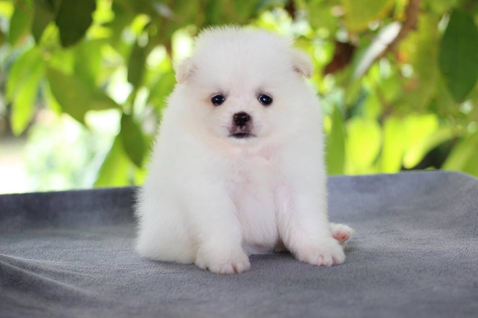 ปอมเมอเรเนียน เพศผู้