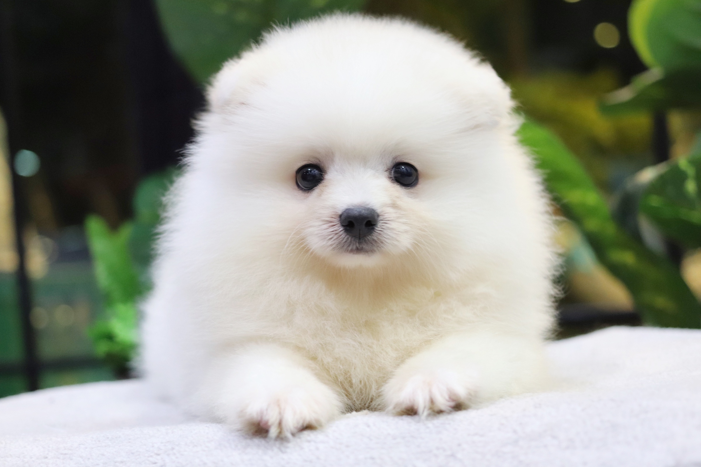 ปอมเมอเรเนียน เพศผู้ สีขาวครีม