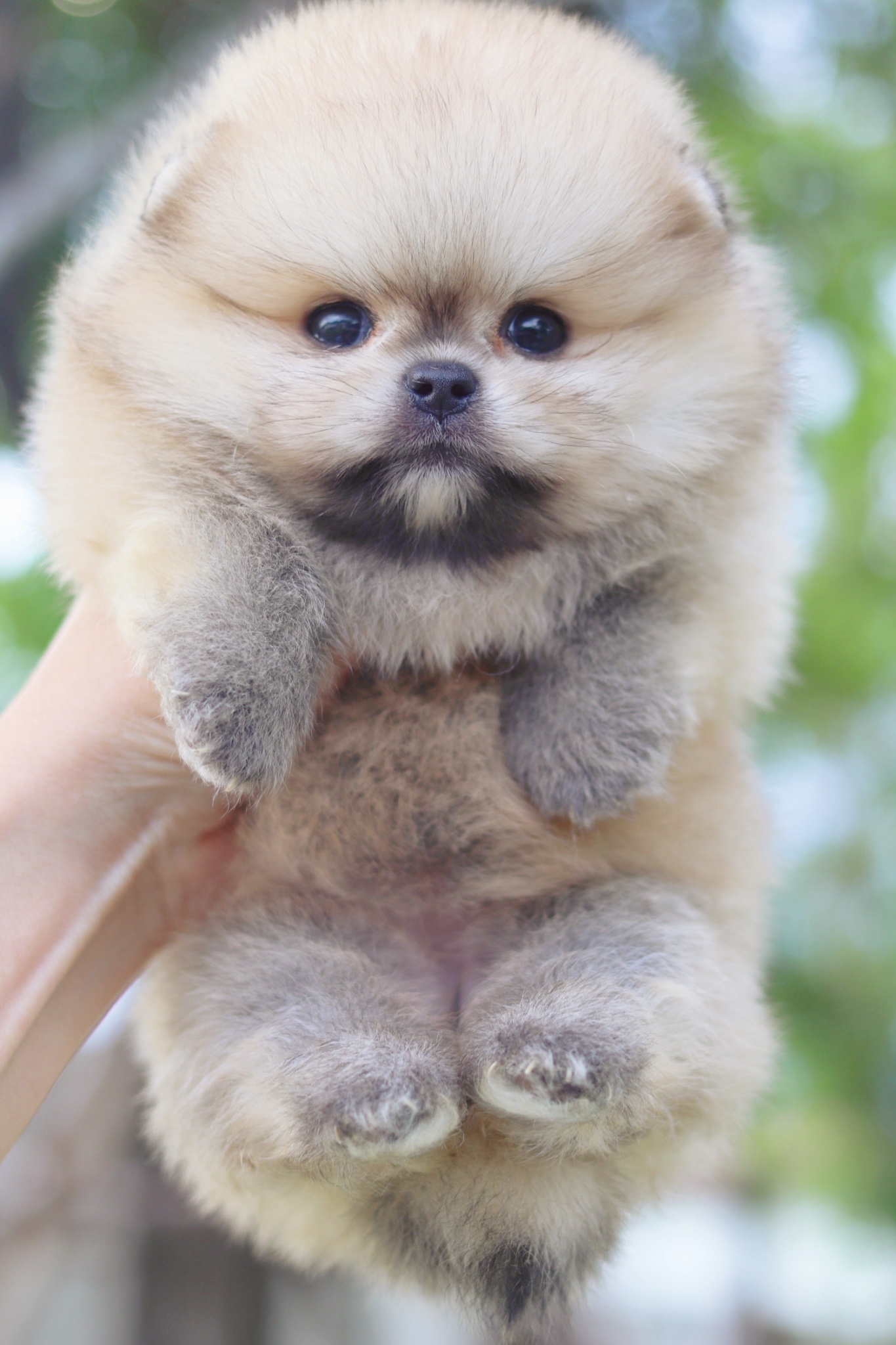 ปอมเมอเรเนียน เพศเมียสีส้ม เกรดโชว์