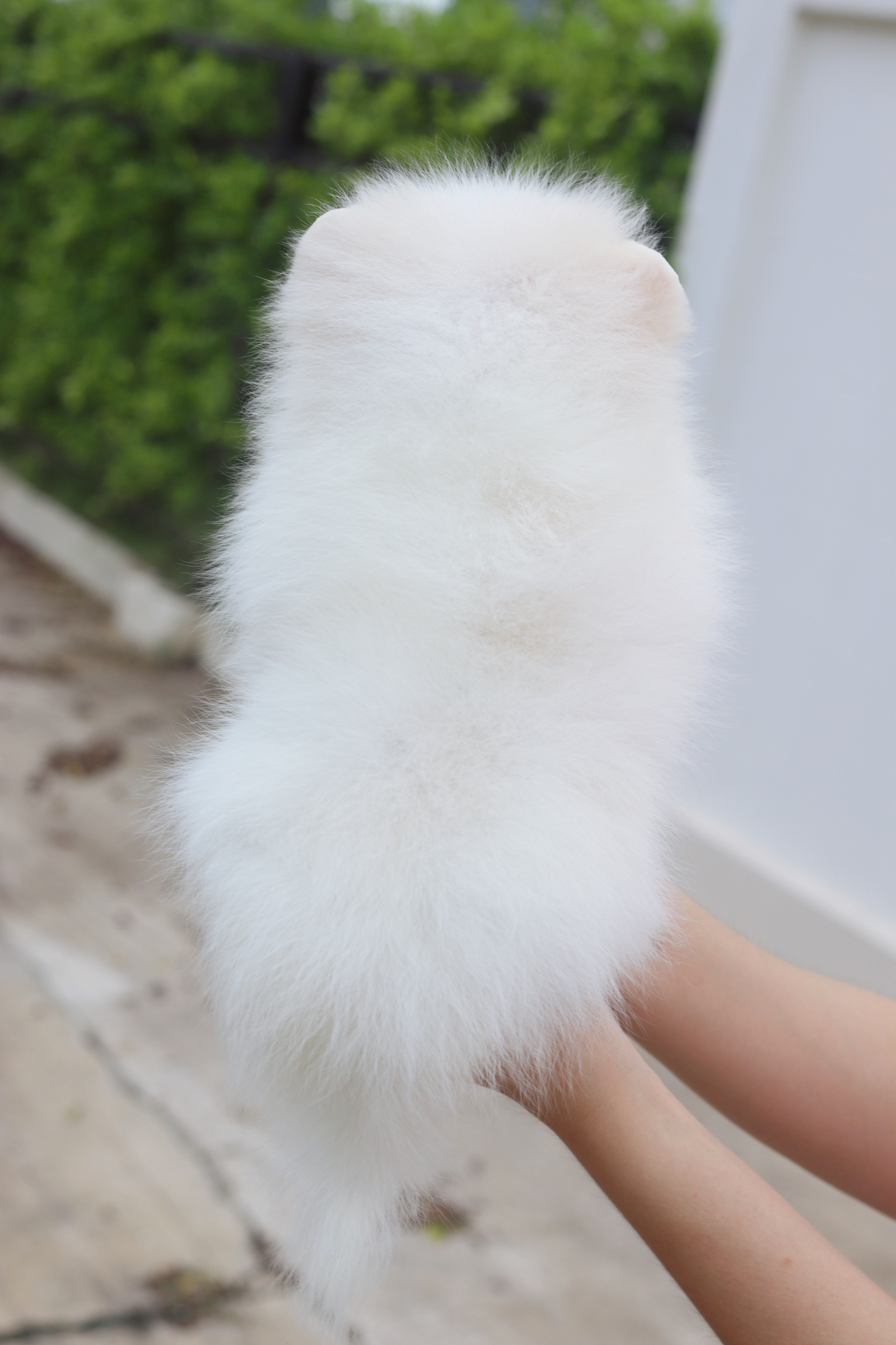 ปอมเมอเรเนียน เพศเมียสีขาวครีม