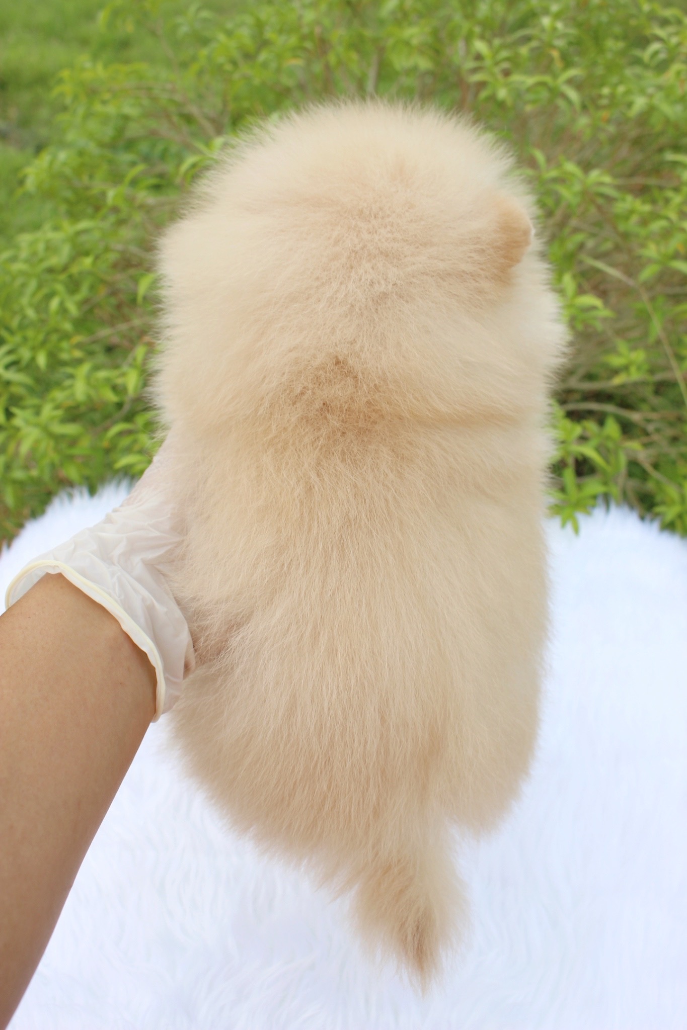 ปอมเมอเรเนียน เพศผู้ ครีม