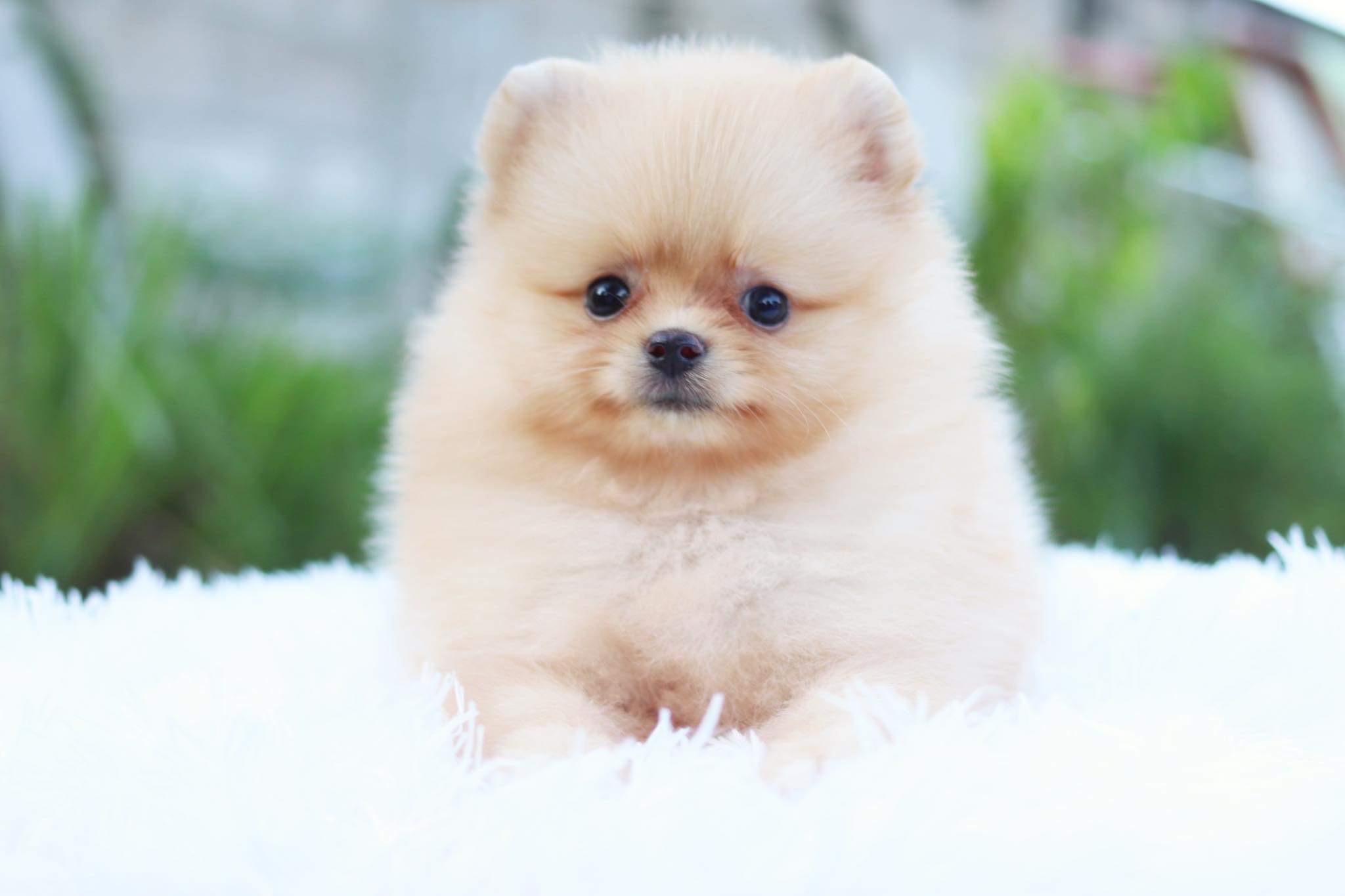 ปอมเมอเรเนียน เพศเมีย สีครีม มีแต้มถุงเท้า