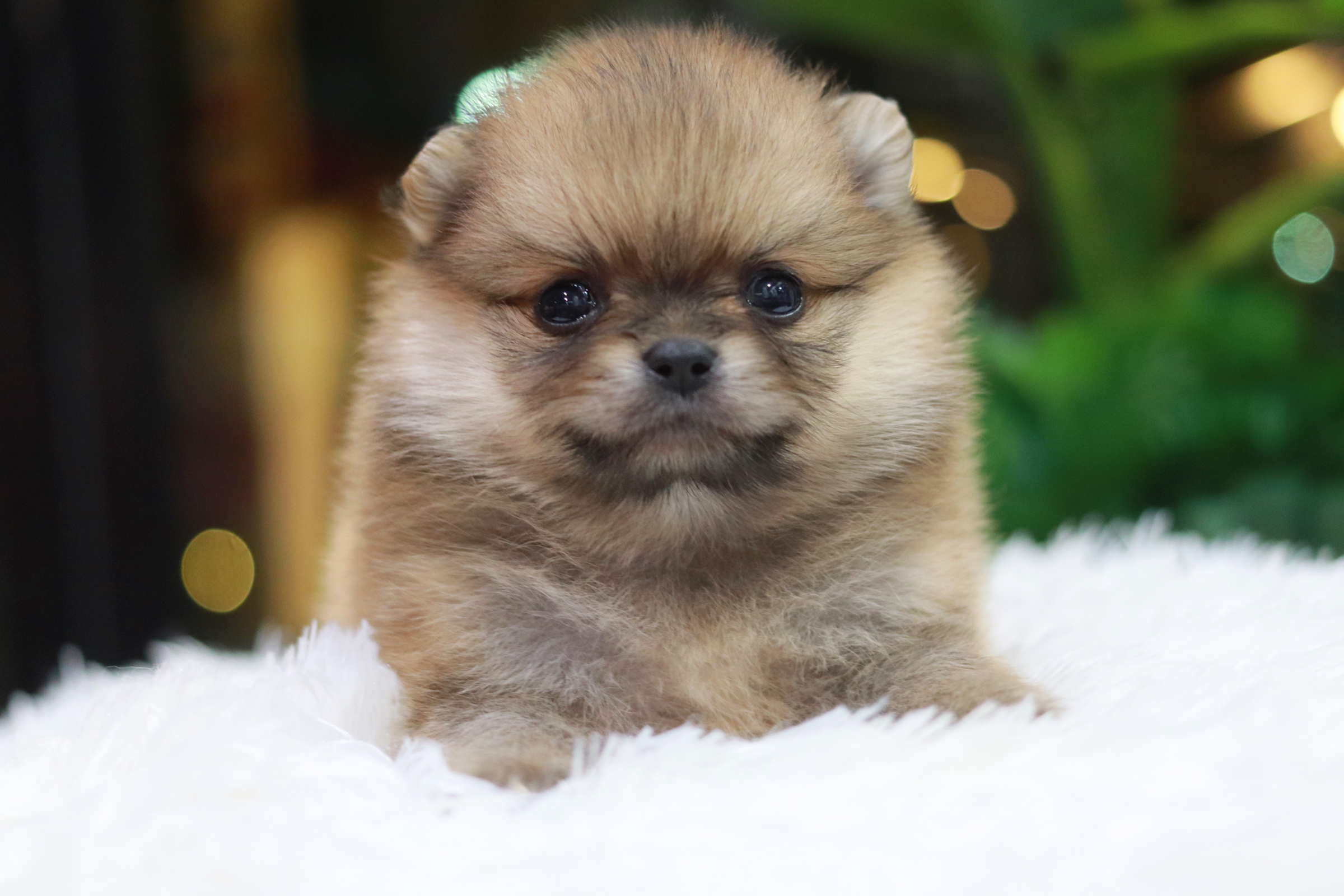 ปอมเมอเรเนียน เพศผู้ สีส้ม ไซส์เล็ก