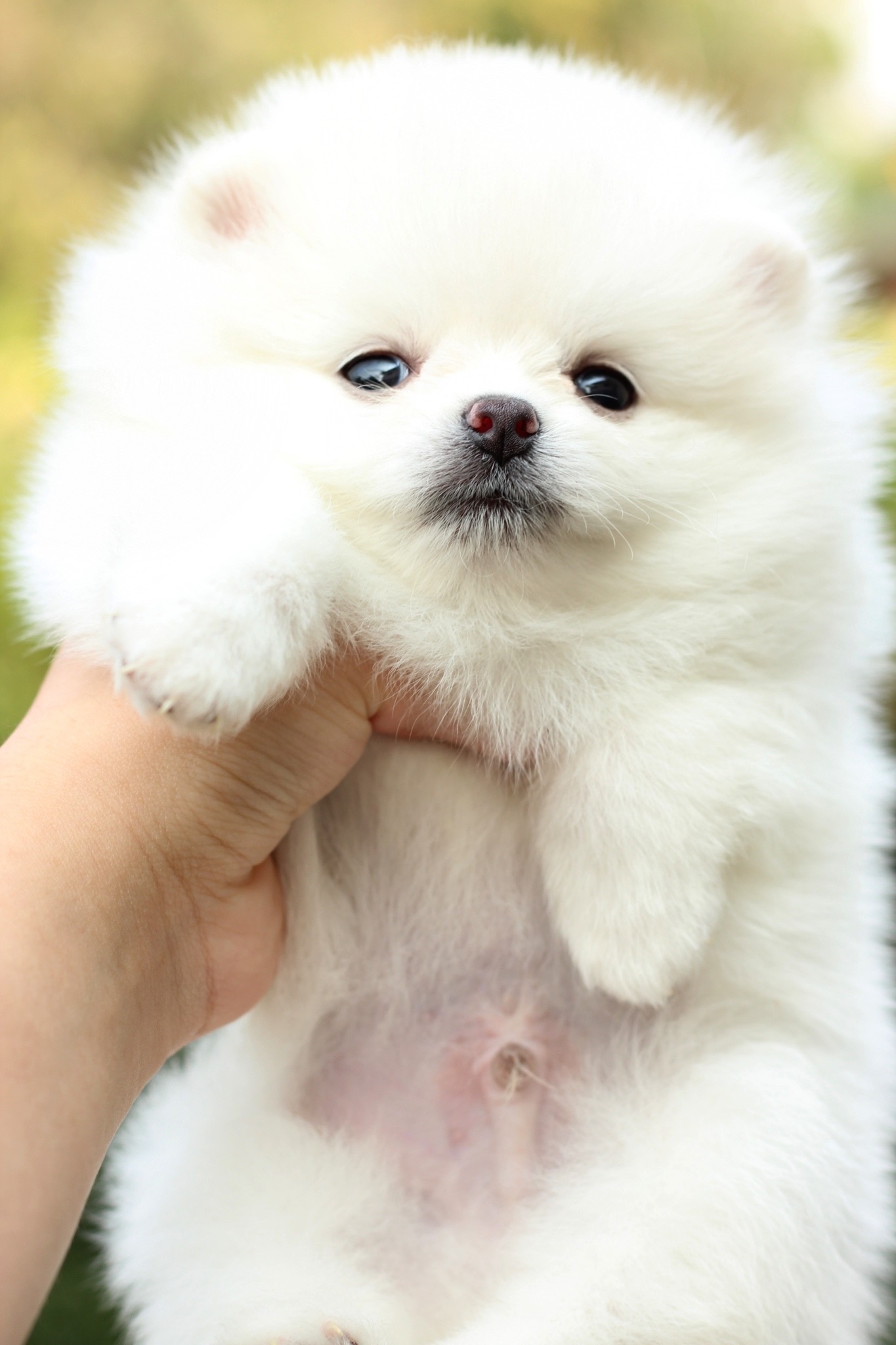 ปอมเมอเรเนียน เพศผู้ ขาวครีม