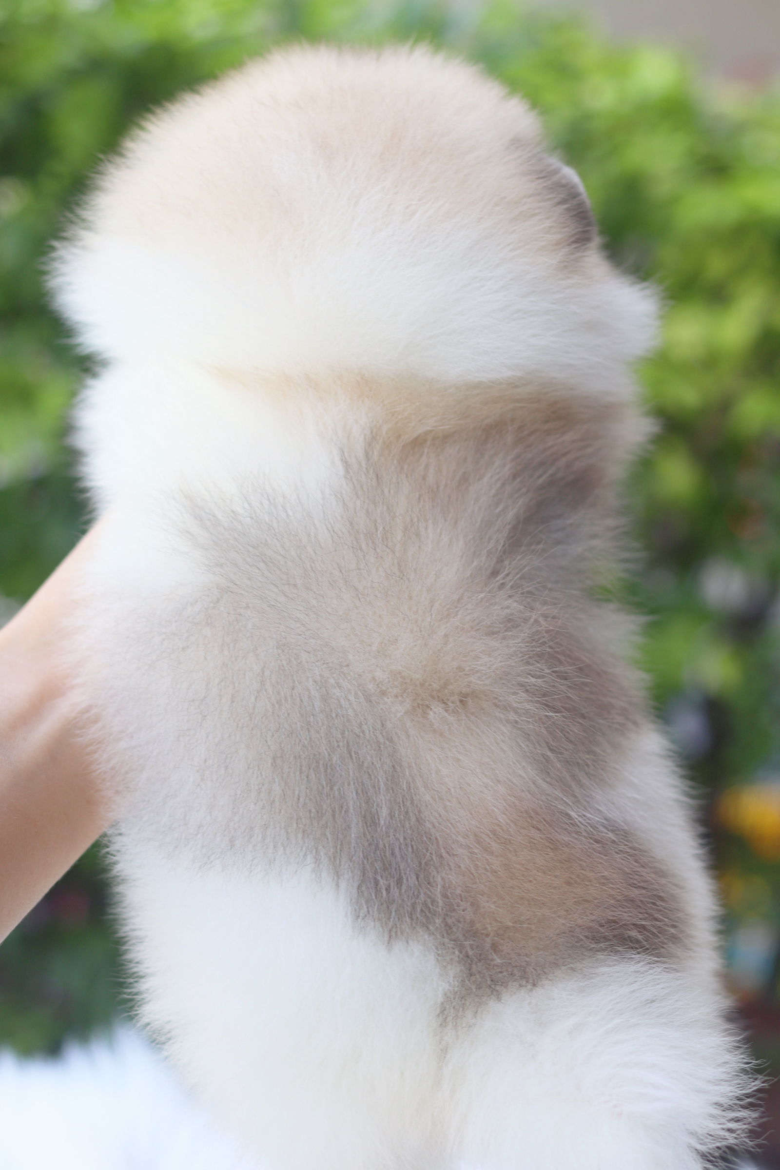 ปอมเมอเรเนียน เพศผู้สีแฟนซี