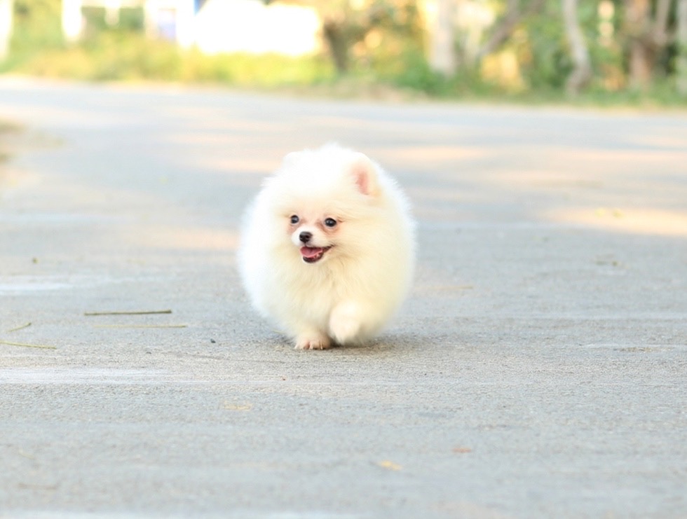 ปอมเมอเรเนียน เพศเมียขาวครีม