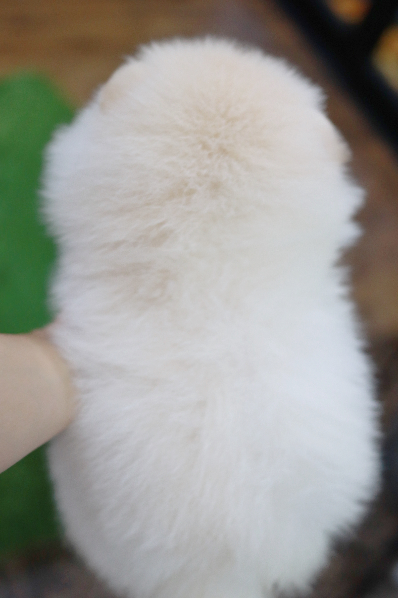 ปอมเมอเรเนียน เพศผู้สีขาวครีม