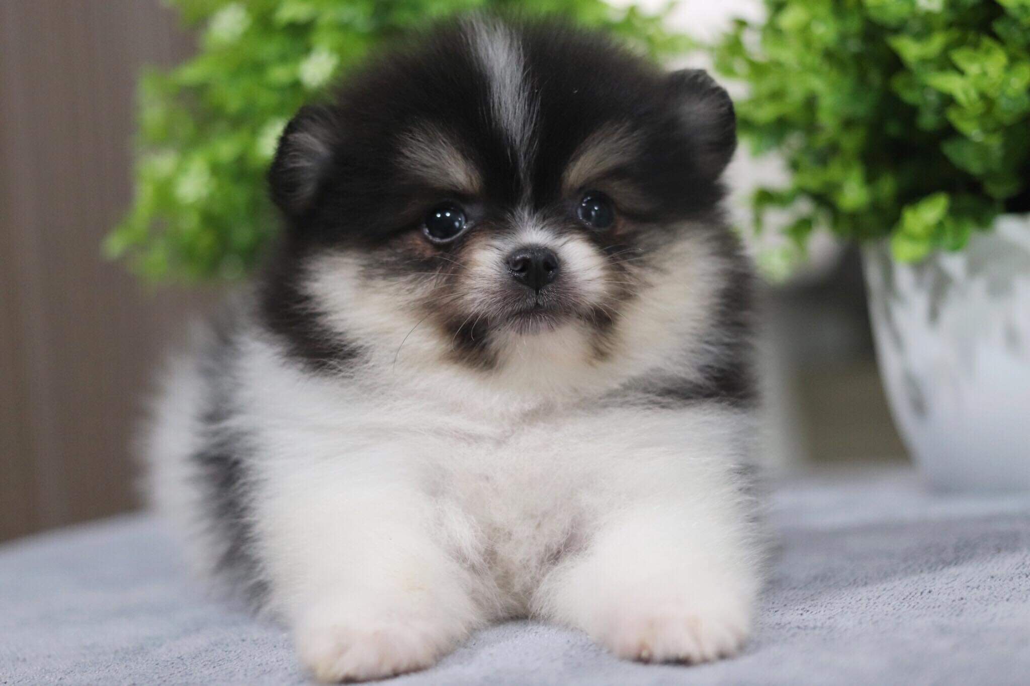 ปอมเมอเรเนียน เพศเมีย