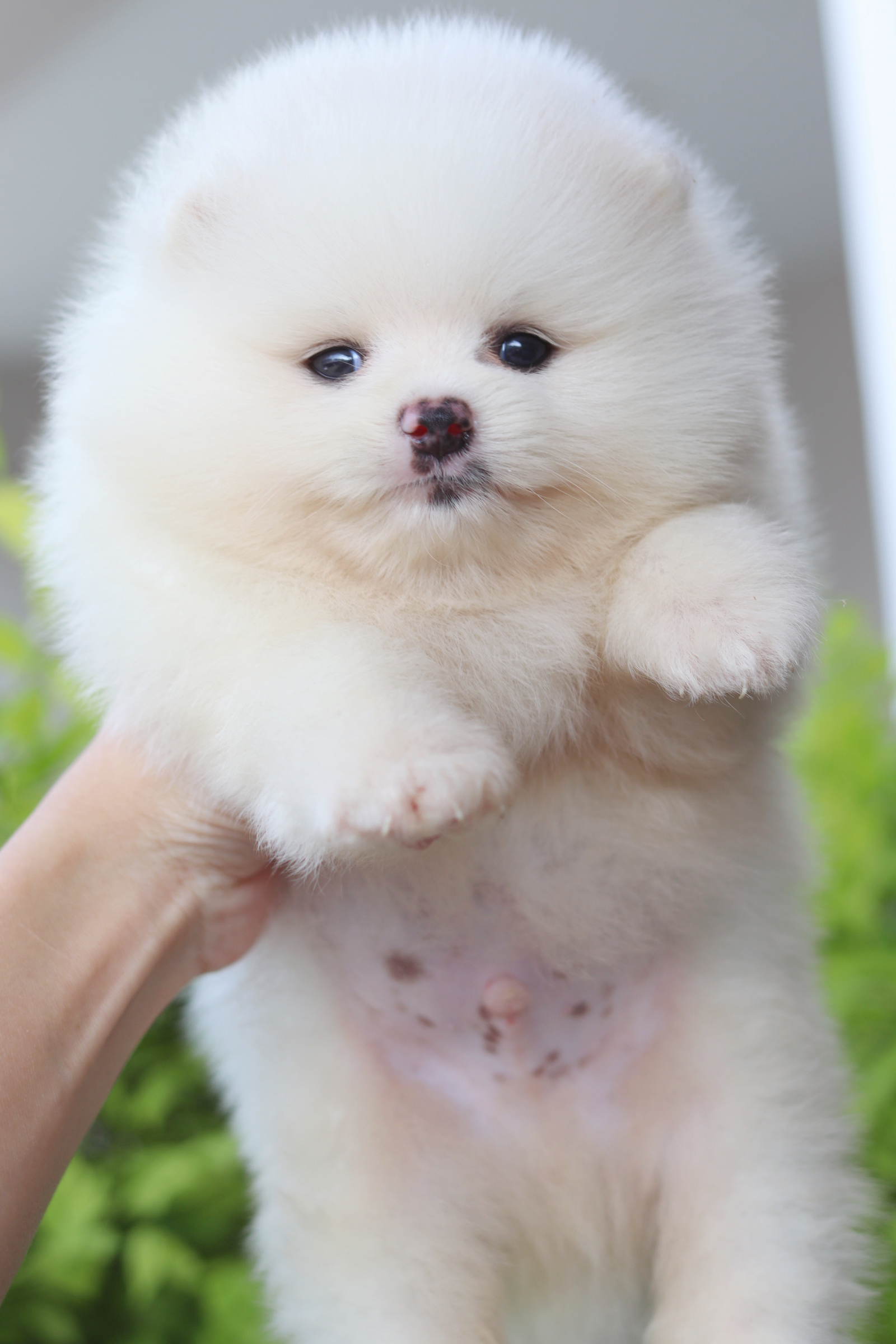 ปอมเมอเรเนียน เพศผู้สีขาวครีม