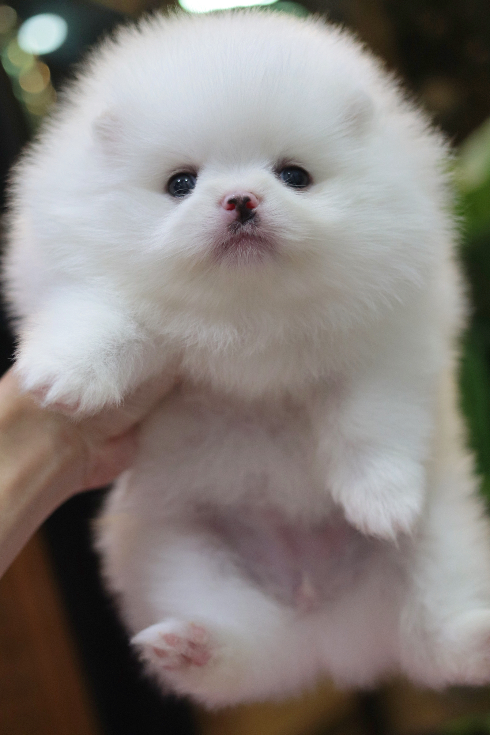 ปอมเมอเรเนียน เพศเมียสีขาวเกรดโชว์