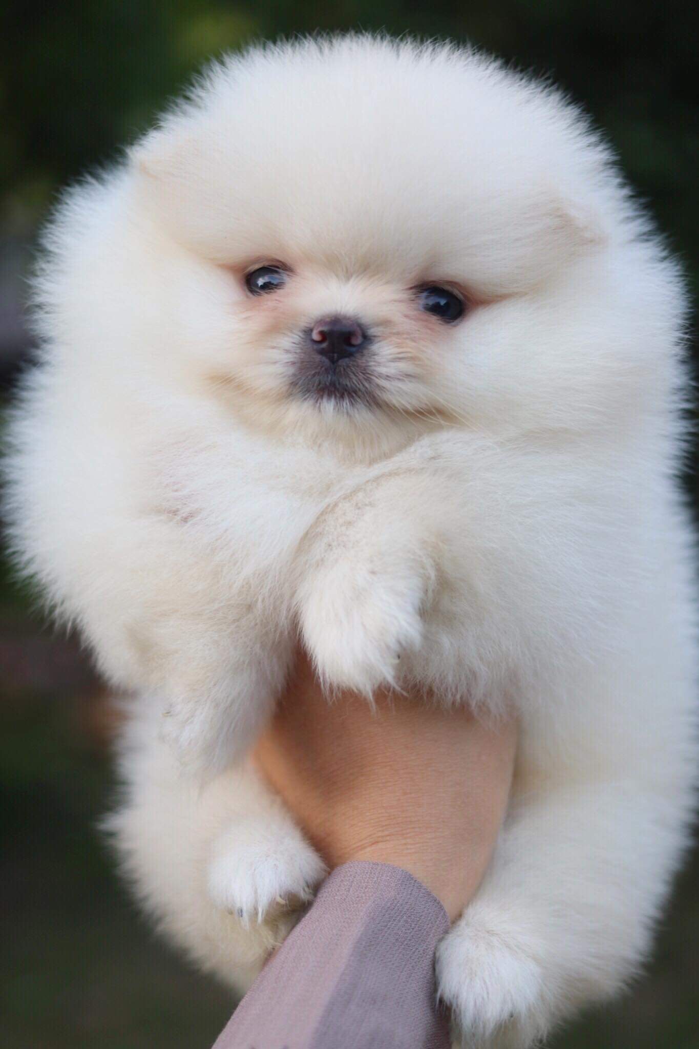 ปอมเมอเรเนียน เพศผู้