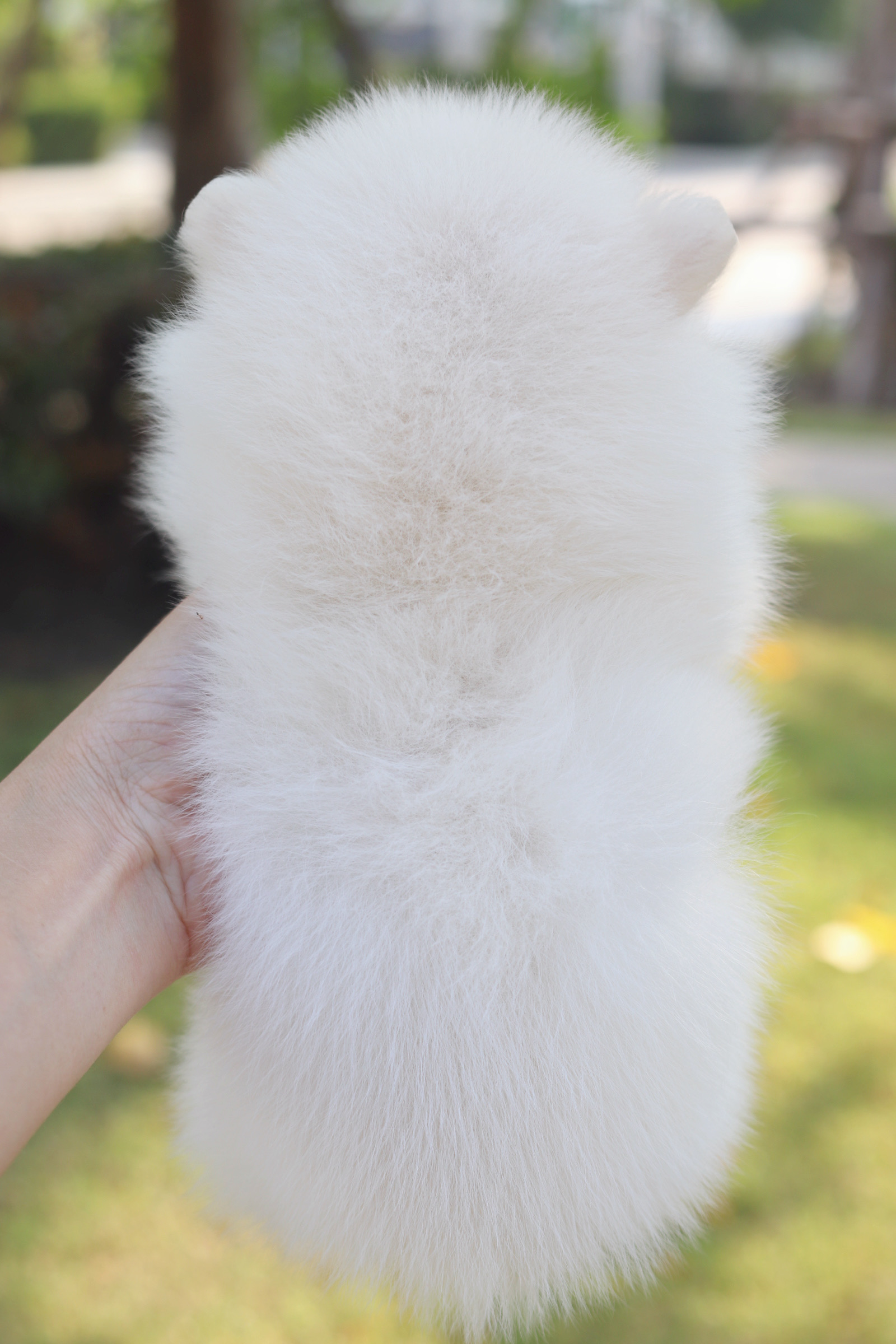 ปอมเมอเรเนียน เพศเมียสีขาวครีม