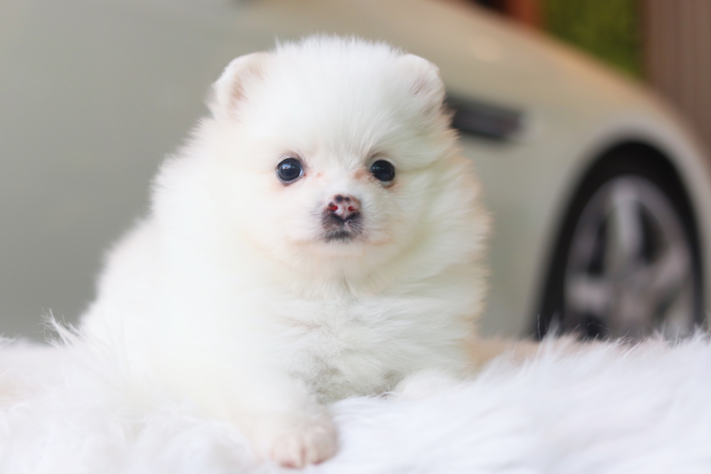 ปอมเมอเรเนียน เพศเมียสีขาวครีมหน้าฟ็อก