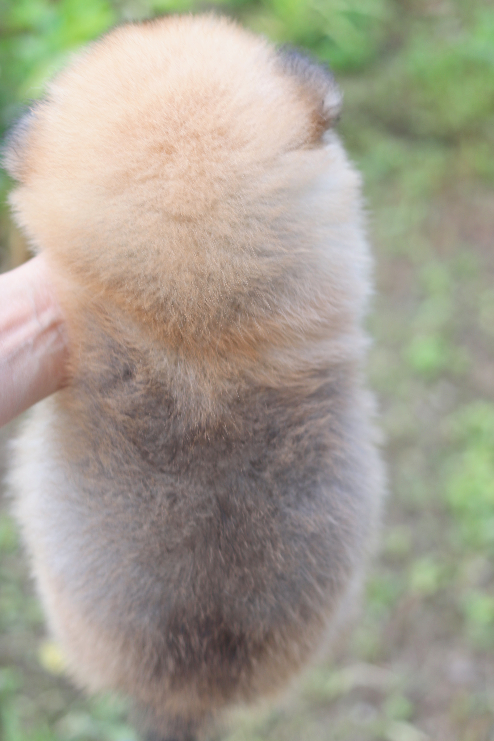 ปอมเมอเรเนียน เพศผู้สีส้ม