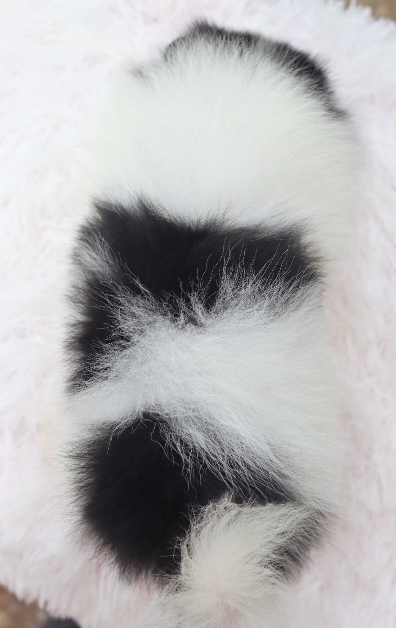 ปอมเมอเรเนียน เพศผู้ สีแฟนซี