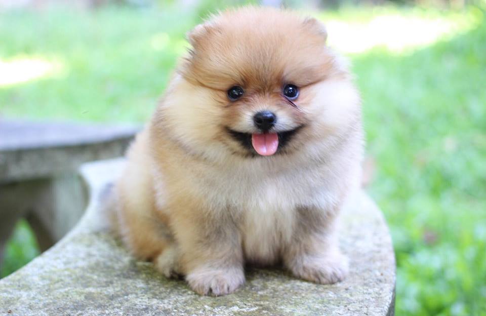 ปอมเมอเรเนียน เพศเมีย