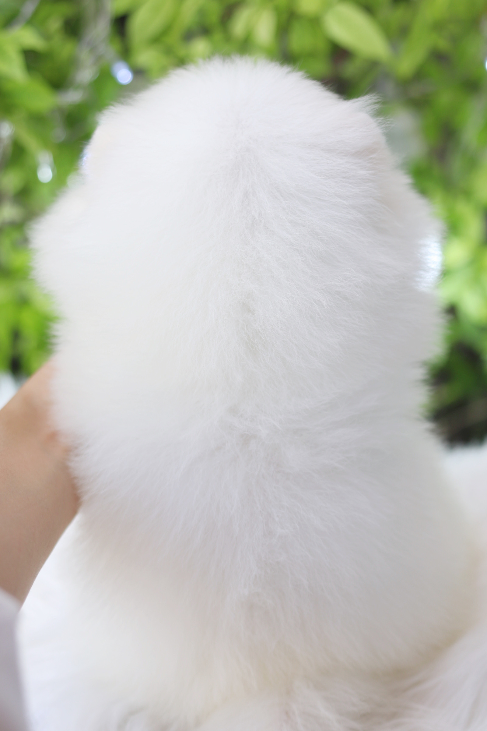 ปอมเมอเรเนียน เพศเมียสีขาวเกรดโชว์