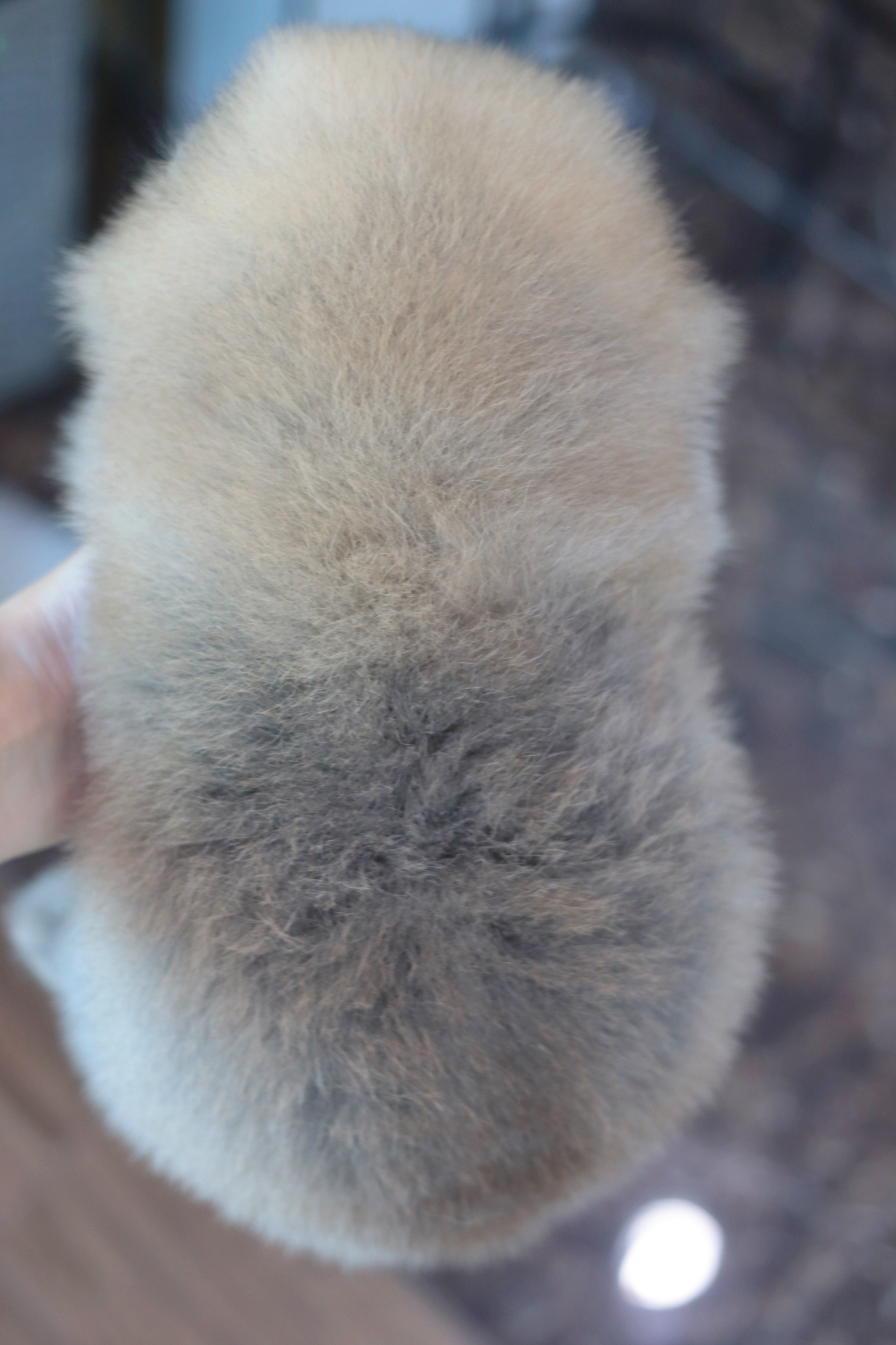 ปอมเมอเรเนียน เพศเมียสีส้ม