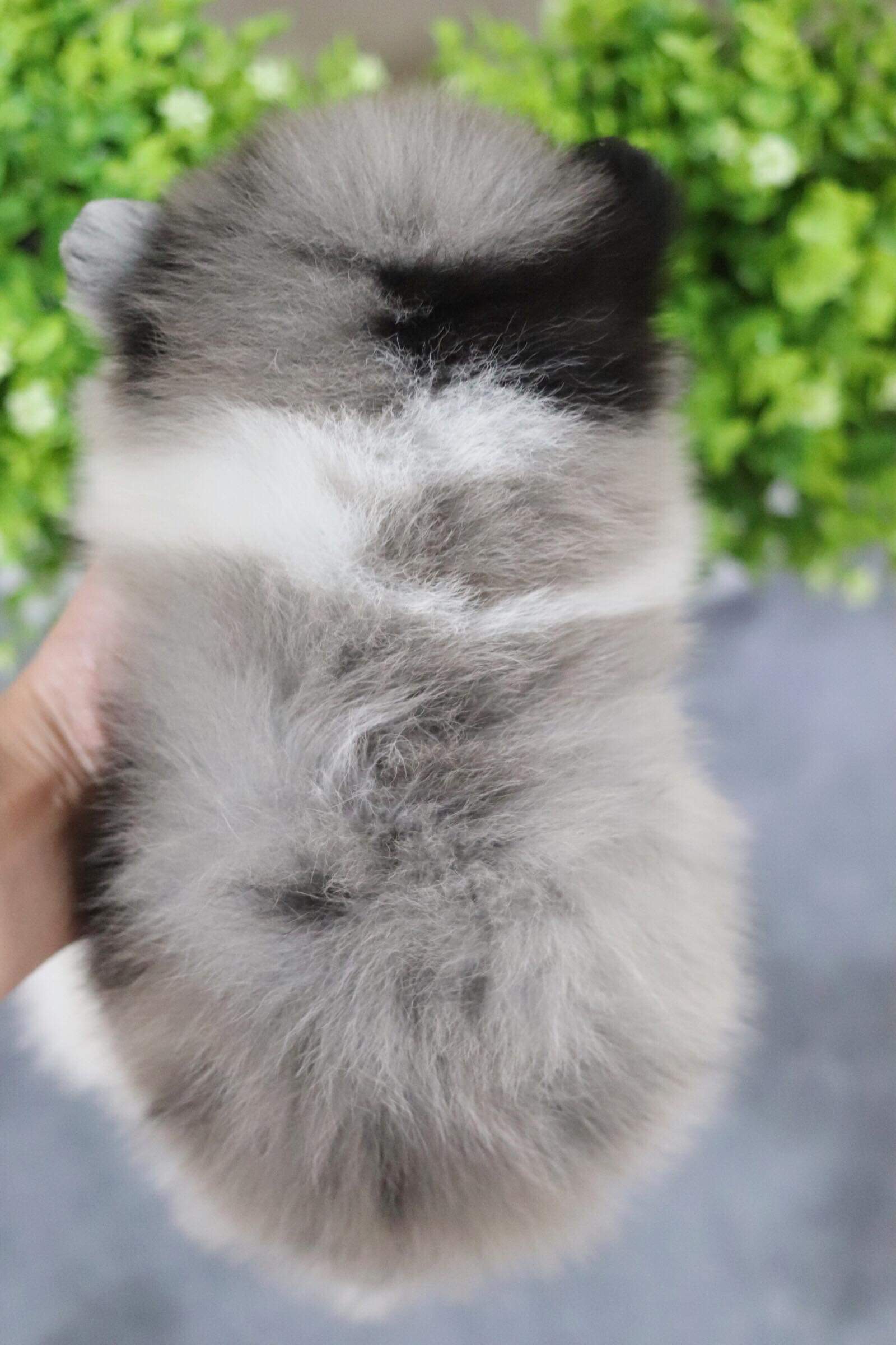 ปอมเมอเรเนียน เพศผู้