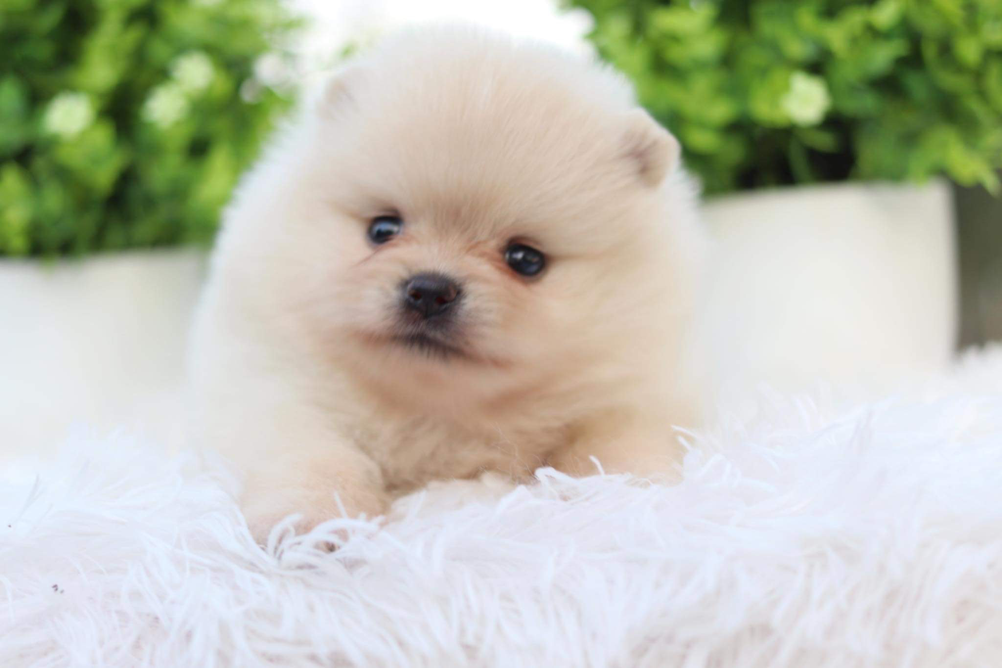 ปอมเมอเรเนียน เพศเมีย