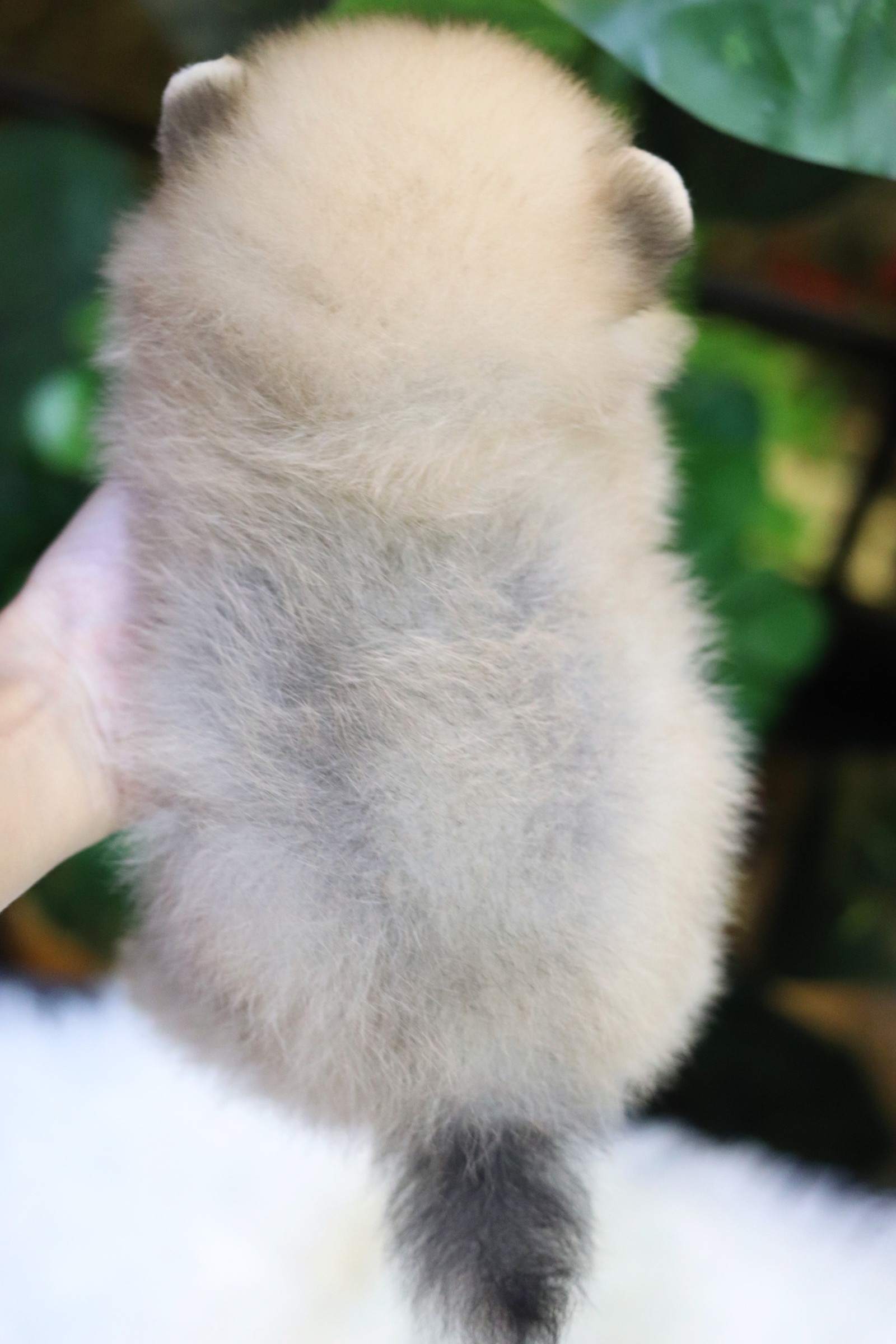 ปอมเมอเรเนียน เพศผู้ สีส้ม