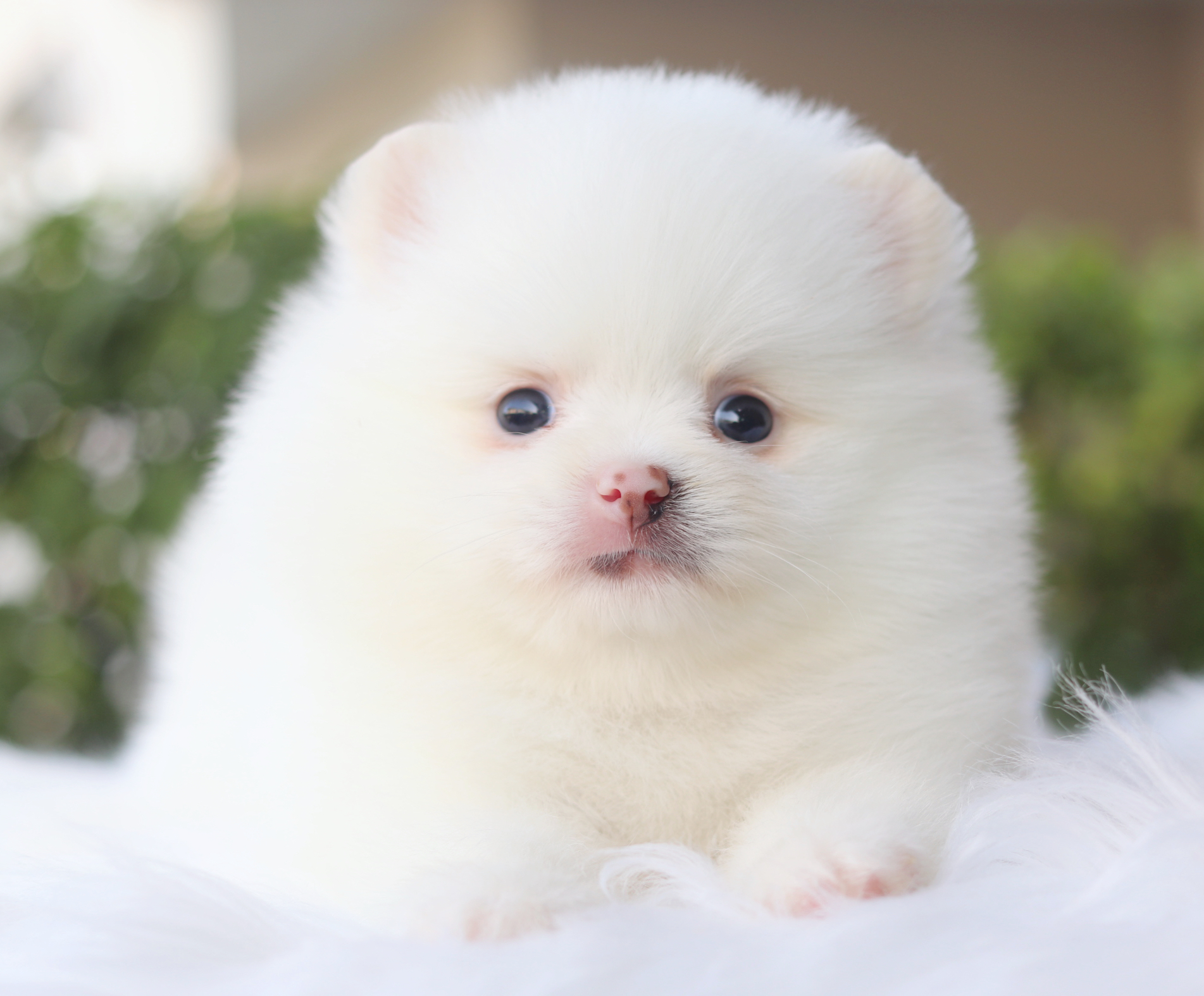 ปอมเมอเรเนียน เพศเมียสีขาวครีม