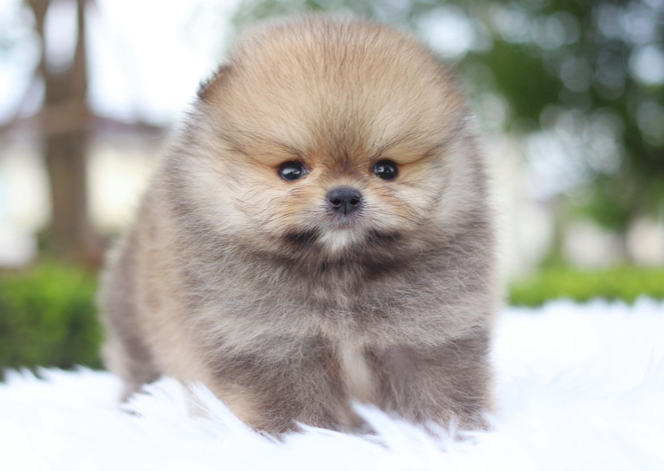 ปอมเมอเรเนียน เพศผู้สีส้ม เกรดโชว์