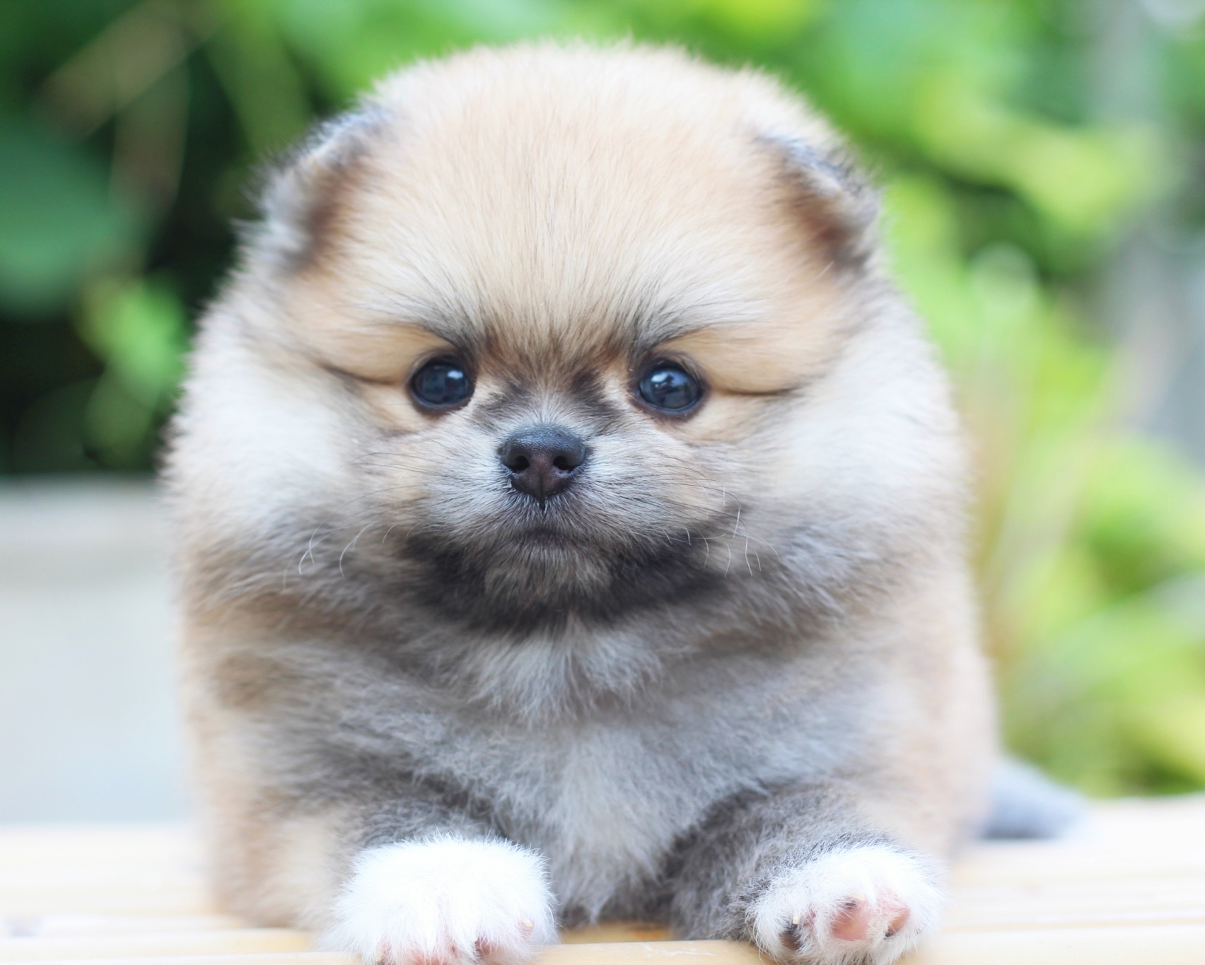 ปอมเมอเรเนียน เพศผู้ สีส้ม