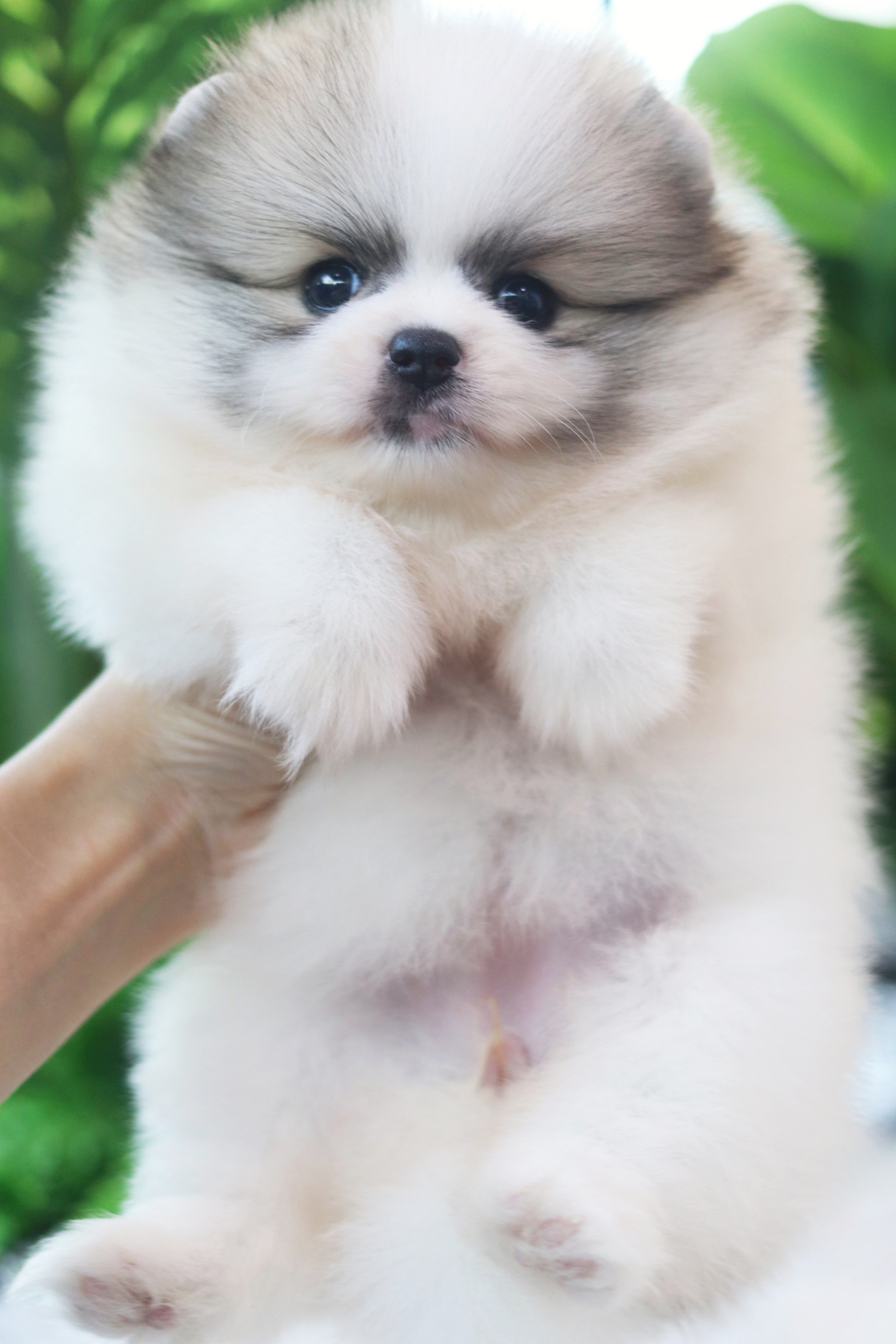 ปอมเมอเรเนียน เพศเมียสีแฟนซีเกรดโชว์