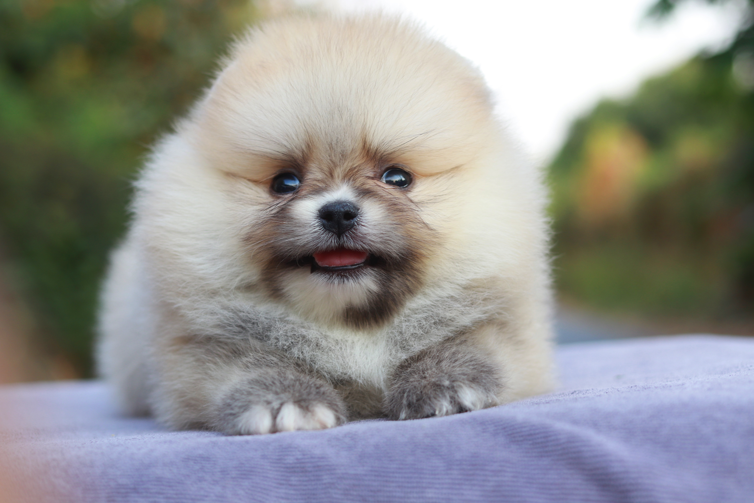 ปอมเมอเรเนียน เพศผู้