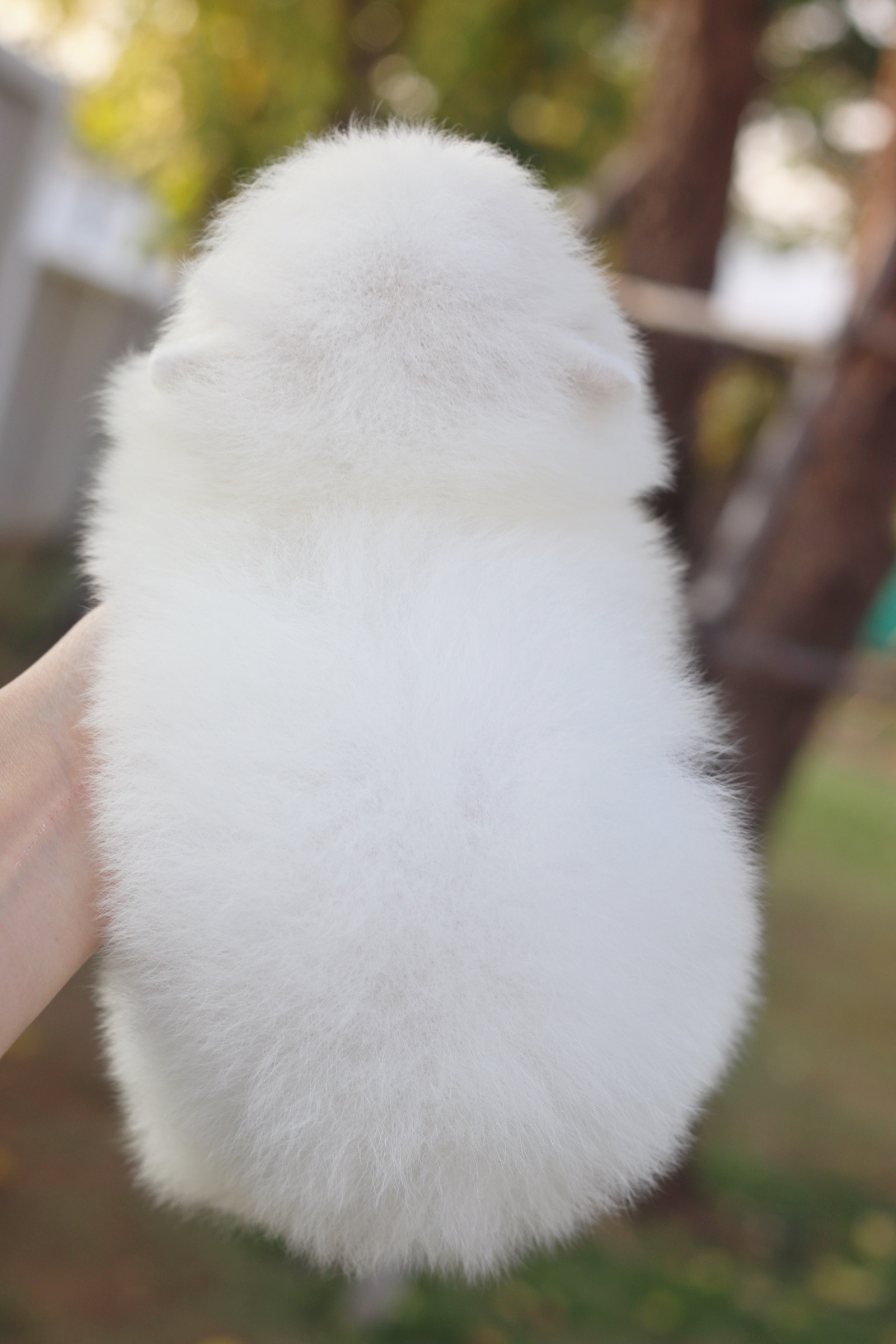 ปอมเมอเรเนียน เพศผู้สีขาวครีม