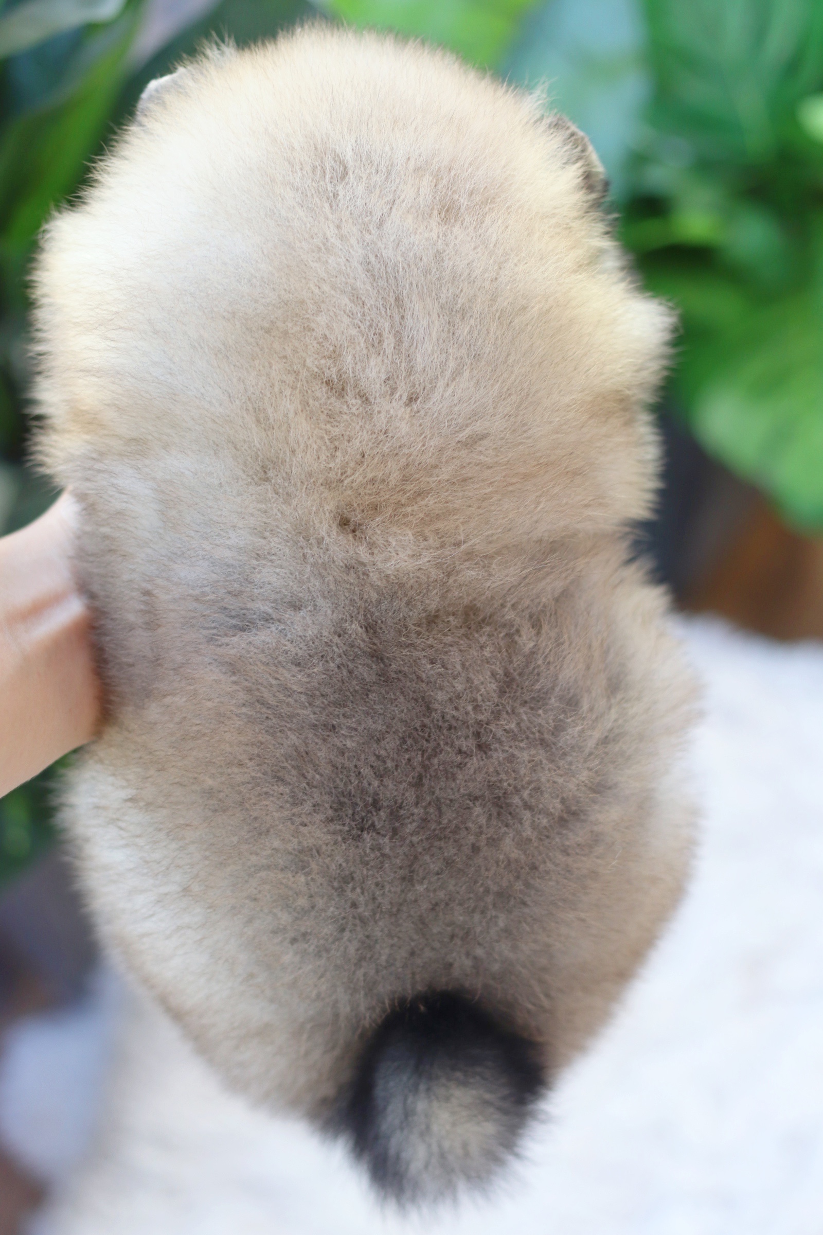 ปอมเมอเรเนียน เพศผู้สีส้ม